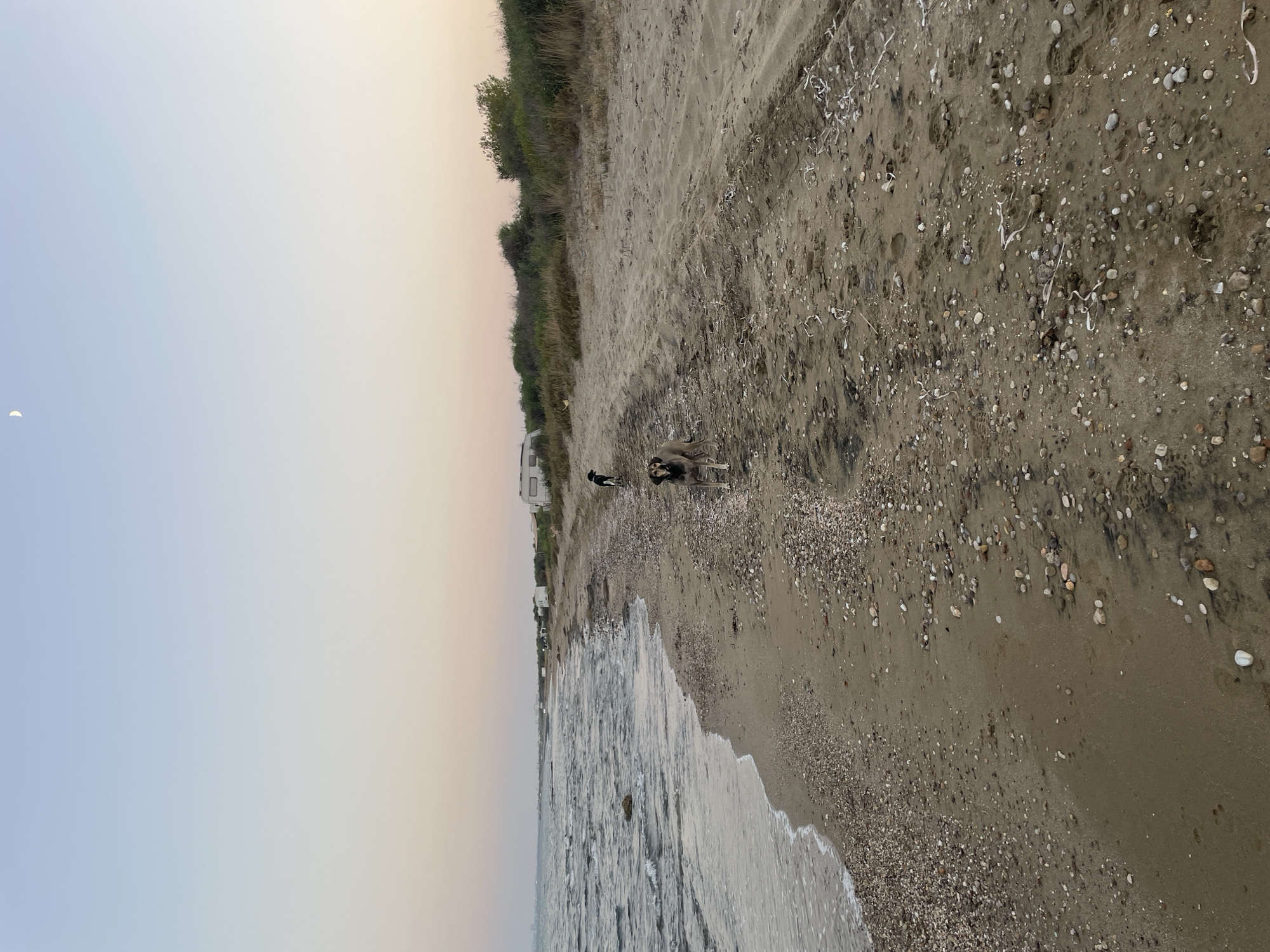 A wide shot captures a serene beach scene in Spathariko, Northern Cyprus. The sky is a soft gradient of pale blue and pink, with a sliver of the moon visible. The sea, with gentle waves lapping at the shore, occupies the left side of the frame. The beach itself is sandy, strewn with a variety of pebbles and shells. In the distance, a line of white structures, possibly homes or mobile homes, and some dense green vegetation are visible. Two dogs are present on the sand: a smaller, black dog stands near the water's edge, while a larger, tan dog stands closer to the camera, looking directly at the viewer. The overall atmosphere is tranquil and natural, suggesting a quiet evening on the coast.