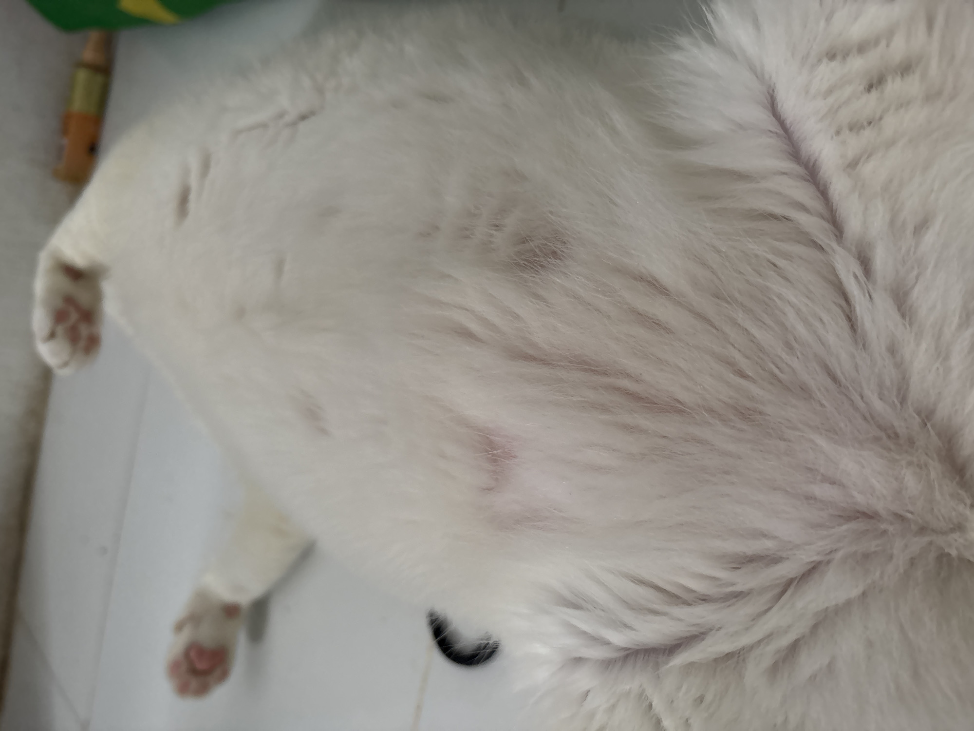 A close-up, overhead shot depicts the side of a white cat. The cat's fur is predominantly white, with hints of pink skin visible underneath, especially in areas where the fur is sparse. The cat's paw, with pink toe beans, is visible on the lower left of the image. A short black object is also partially visible to the lower right of the cat's body. The background appears to be a light-colored, possibly tiled, surface. Based on the prompt, the location is likely North Jakarta, Indonesia.
