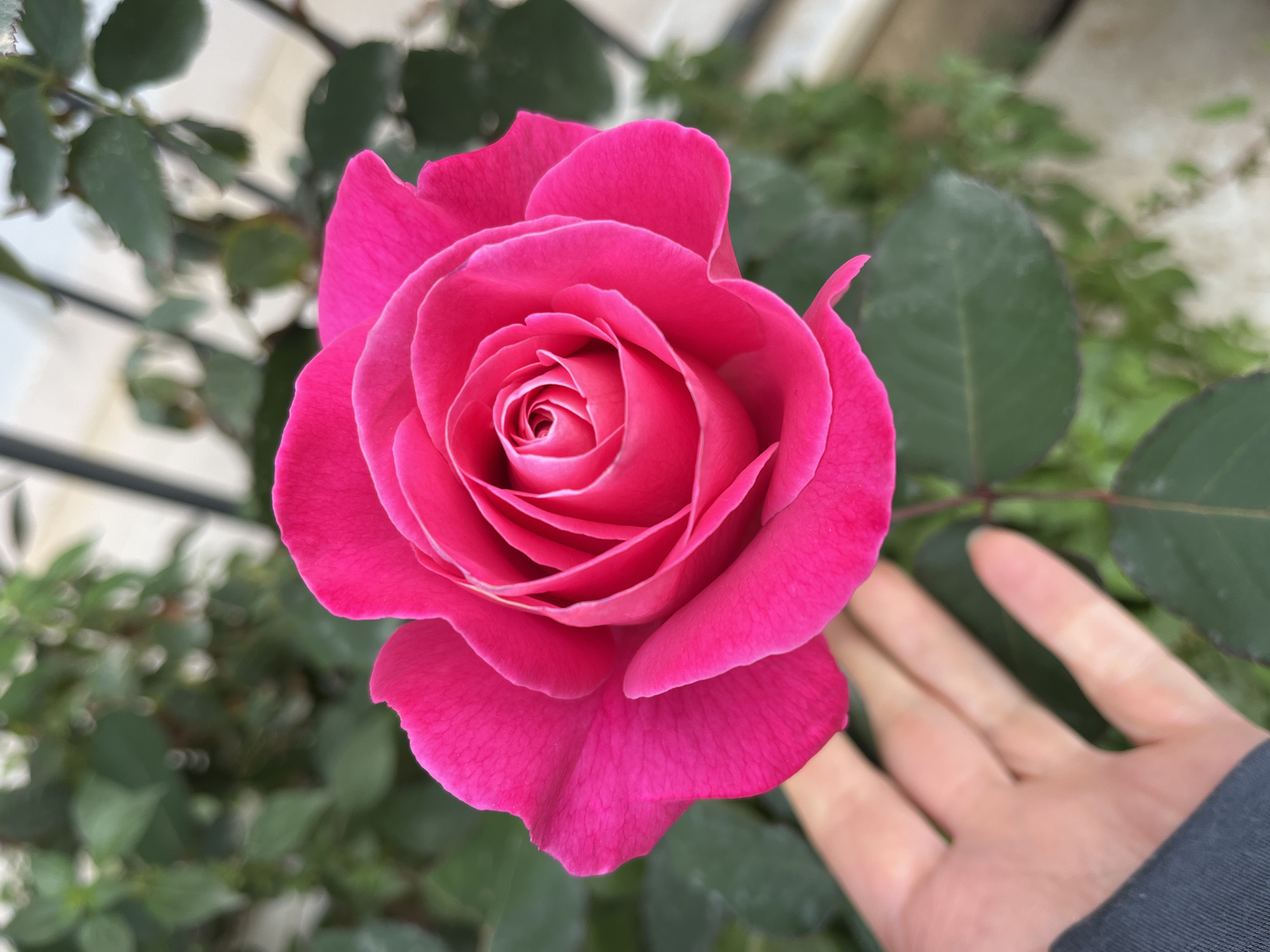 A close-up photograph shows a vibrant pink rose in full bloom, with a person's hand partially visible beside it. The rose is the central focus, displaying its intricate layers of petals tightly spiraled in the center and gradually unfurling outwards. The hand, positioned to the right of the rose, appears to be reaching towards the flower. The background features green foliage and a blurred structure, possibly a fence or building. The image does not provide enough detail to confirm the location in Alanya, Turkey.