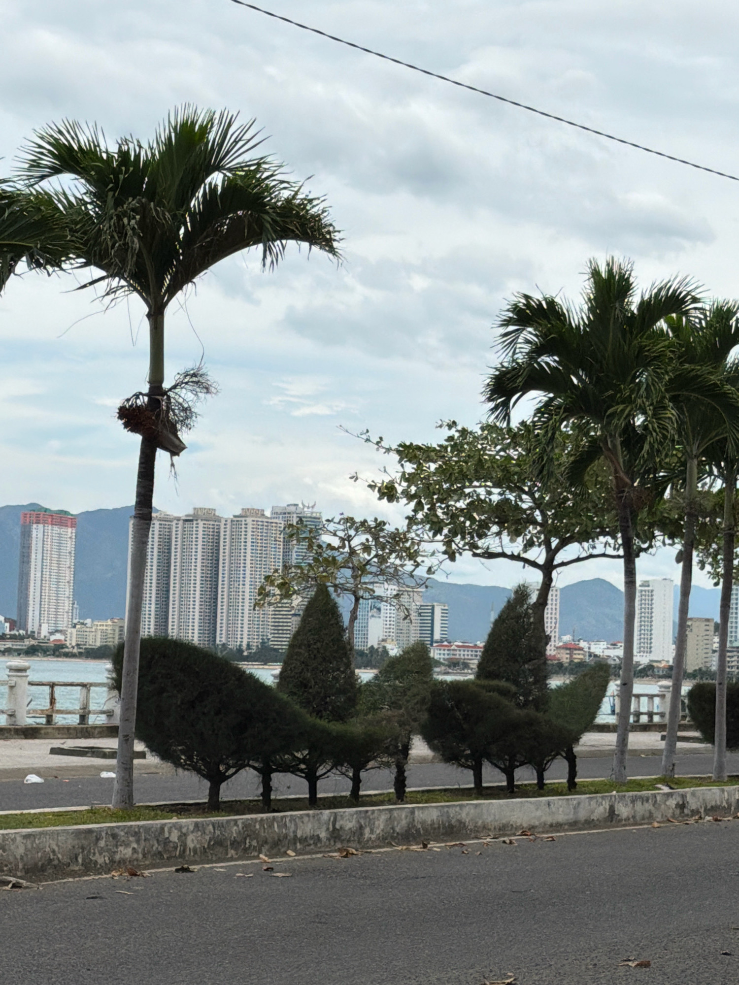 The image captures a view of the coastline in Nha Trang, Vietnam, under an overcast sky. In the foreground, a paved road transitions to a sidewalk lined with a concrete barrier. Beyond this, a row of uniquely shaped evergreen bushes, meticulously trimmed into abstract forms, are planted in a grassy area. A tall, gray utility pole stands prominently near the center of the frame, partially obscuring a palm tree with a peculiar, low-hanging cluster of dry fronds.
In the middle ground, a body of water, likely the sea, is visible behind a white railing and a low concrete wall. Across the water, a cityscape unfolds, dominated by numerous tall, white buildings with a multitude of windows. Some of these buildings appear to be residential or hotel complexes, with one in the distance featuring a distinct red-and-white striped facade. Further in the background, hazy mountains form a natural backdrop to the urban sprawl. Several mature palm trees with lush green fronds are scattered throughout the scene, adding to the tropical ambiance. The overall impression is of a developed coastal city with a mix of natural and man-made elements.