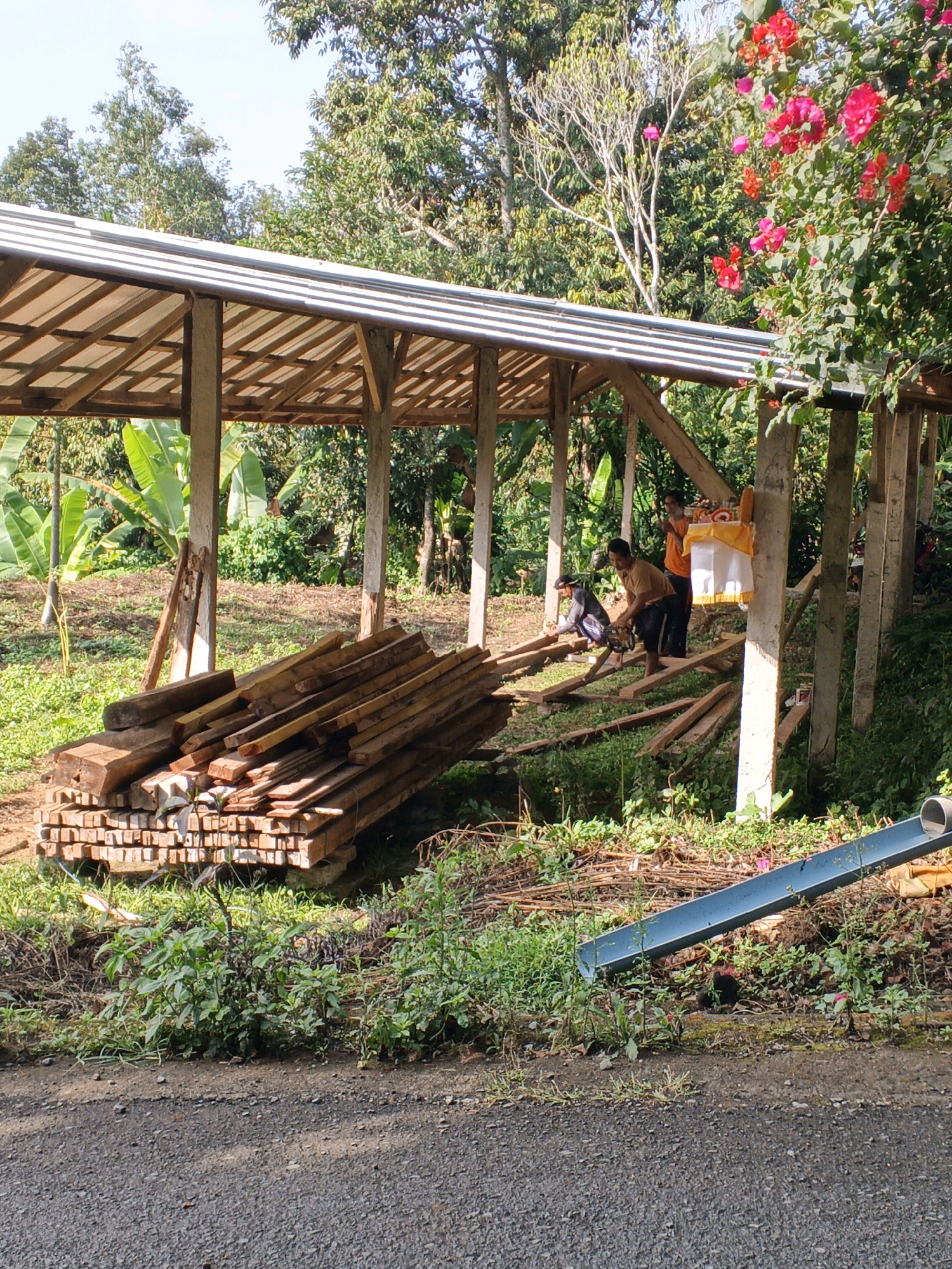In Penebel, Indonesia, a construction scene unfolds under a partly cloudy sky amidst lush vegetation. A wooden structure, likely a shelter or open-air building, is under construction, featuring a corrugated metal roof supported by concrete pillars and wooden beams. In the foreground, a substantial stack of lumber lies on the ground, ready for use. Three individuals are engaged in work. One person, wearing a dark top and pants, is operating a chainsaw on a piece of wood laid across some planks. Another person, in a light brown t-shirt and dark shorts, stands nearby, observing or assisting. A third individual, wearing an orange shirt, is positioned further back and appears to be placing an offering on a post, which is decorated with yellow and white fabric and red flowers. The surrounding environment is rich with tropical foliage, including banana trees and flowering bushes with vibrant pink blossoms. A blue pipe lies diagonally across the lower right portion of the frame. The scene suggests ongoing construction or maintenance of a rural structure, possibly accompanied by a local custom or ritual.