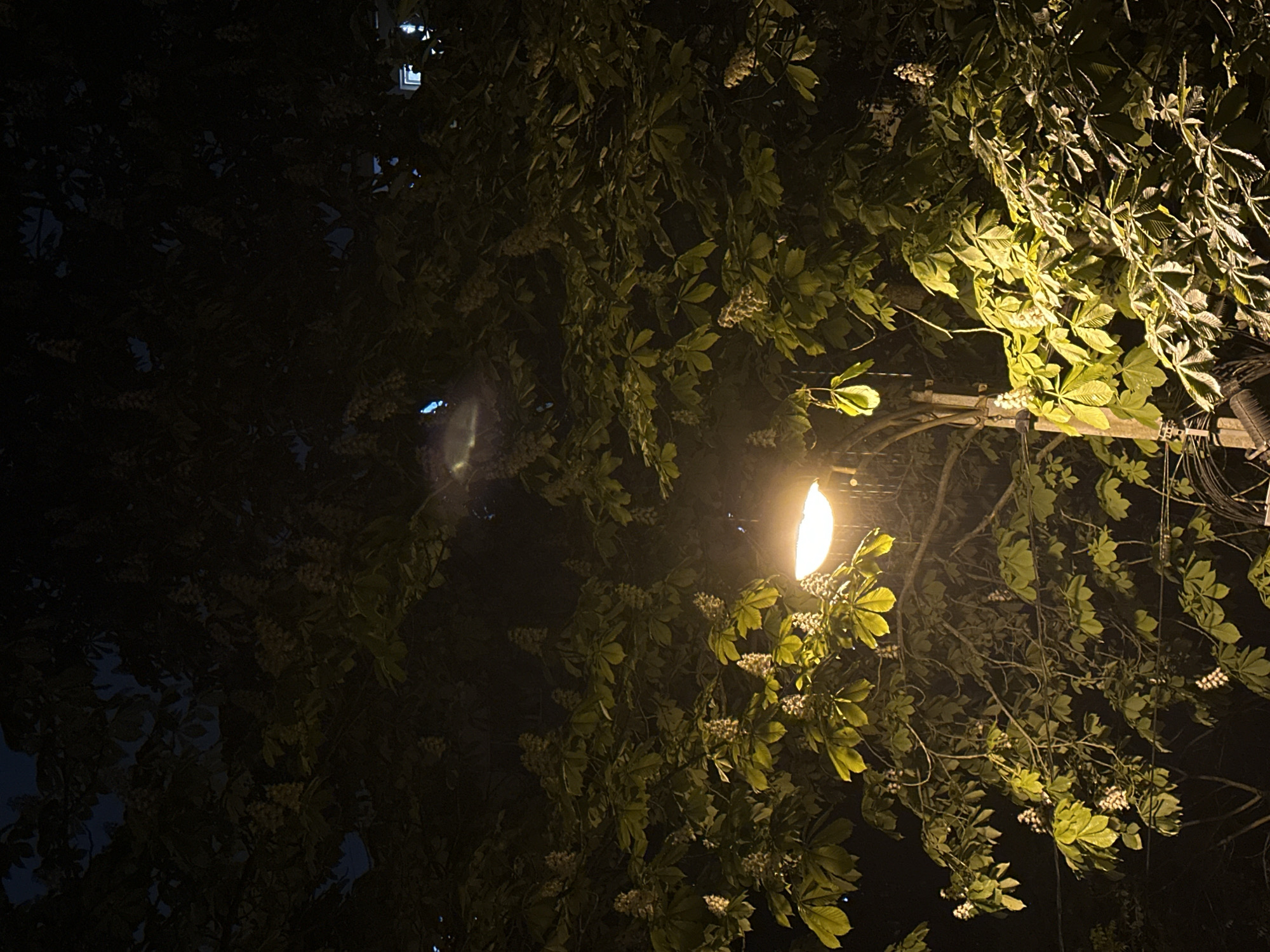 The image captures a night scene featuring a streetlamp surrounded by foliage, likely in an urban setting. The streetlamp provides the main source of illumination, casting a warm glow on the leaves and branches. The foliage, possibly from trees or vines, is dense and appears to be flowering, with small white blossoms visible. The background is dark, suggesting the image was taken at night. There is a building or structure visible in the top left of the image. Power lines are visible on the right side of the image.
