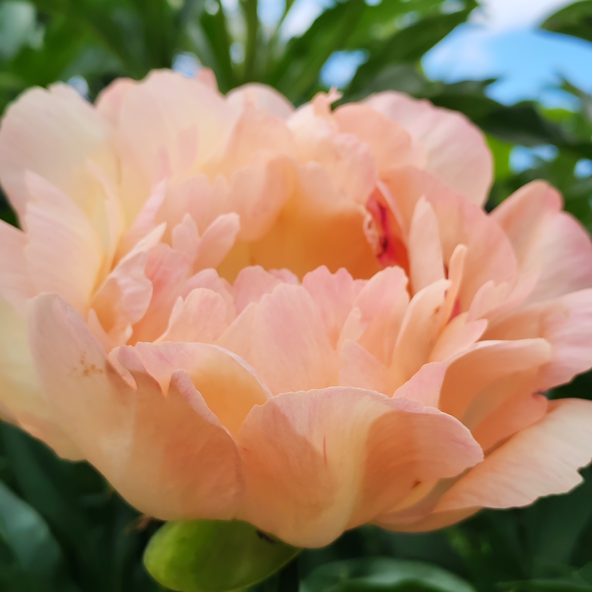 A close-up, slightly soft-focus photograph features a large, pale peach-colored peony flower in full bloom. The flower's petals are layered and ruffled, with hints of lighter yellow and darker pink blush towards the center. The background is out of focus, showing lush green foliage and a sliver of bright blue sky. A small, green bud is visible at the bottom left of the frame. The image was captured outdoors in Chaikovsky, Russia. There are no people or discernible actions taking place.