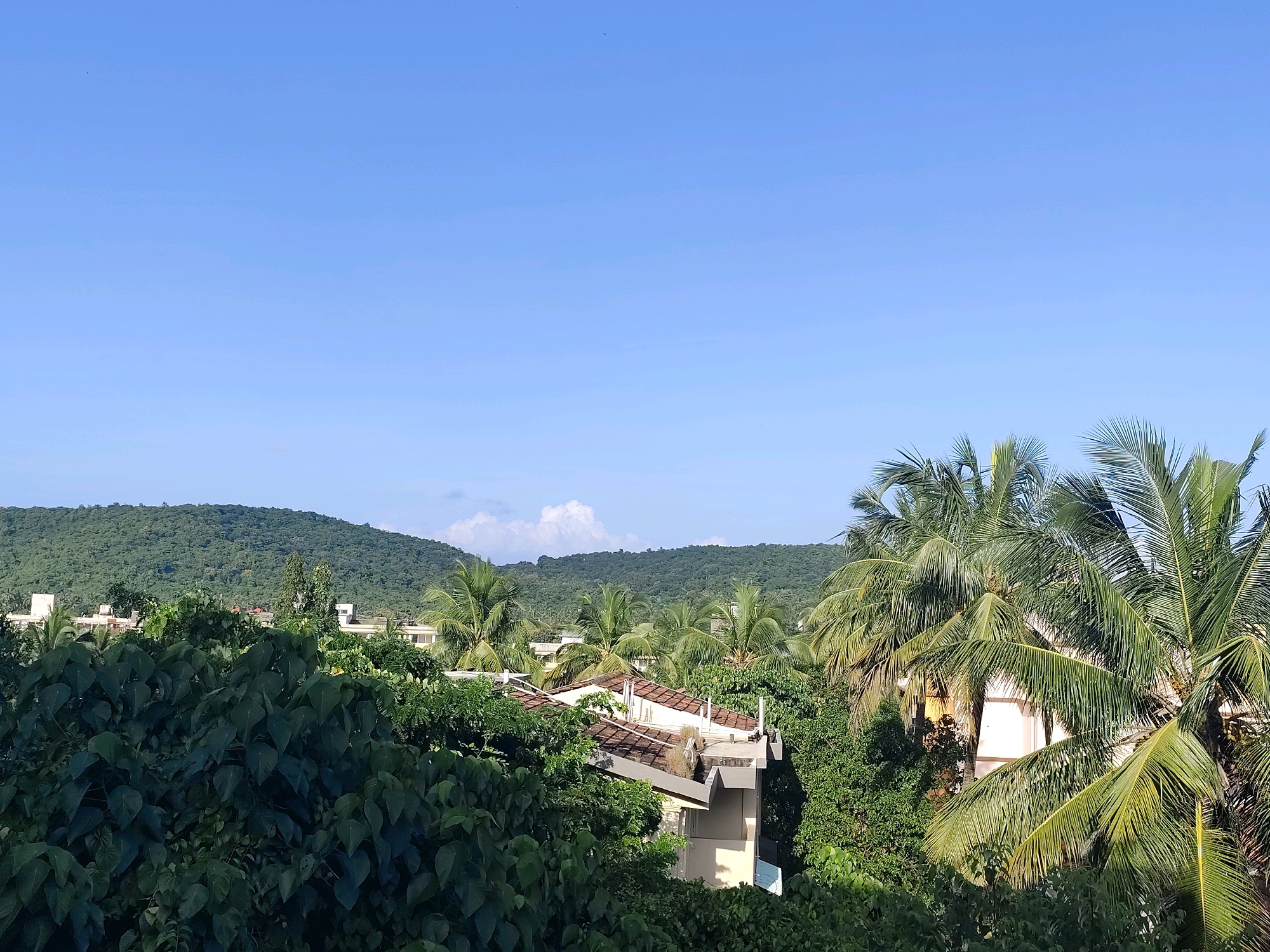 This image captures a tropical landscape viewed from an elevated position. In the foreground, dense, dark green foliage dominates, obscuring much of the lower half of the scene. Partially visible through the foliage are rooftops with terracotta tiles, suggesting human habitation. Beyond the immediate greenery, several buildings are visible, appearing to be modern structures with light-colored walls.
A prominent feature of the midground and right side of the image is a cluster of palm trees, their fronds casting shadows. The lush vegetation extends towards rolling, tree-covered hills that form the background. The hills are densely packed with trees and appear a deep green. The sky above is a clear, light blue, with a few wispy clouds visible in the distance, near the crest of the hills.
The scene appears to be a residential area or a resort surrounded by nature, likely located in or near Margao, India, given the tropical vegetation and architectural style. The lighting suggests it is daytime, likely late morning or early afternoon, with the sun illuminating the scene from the right. No people or animals are visible in the frame. The overall impression is one of tranquility and natural beauty.