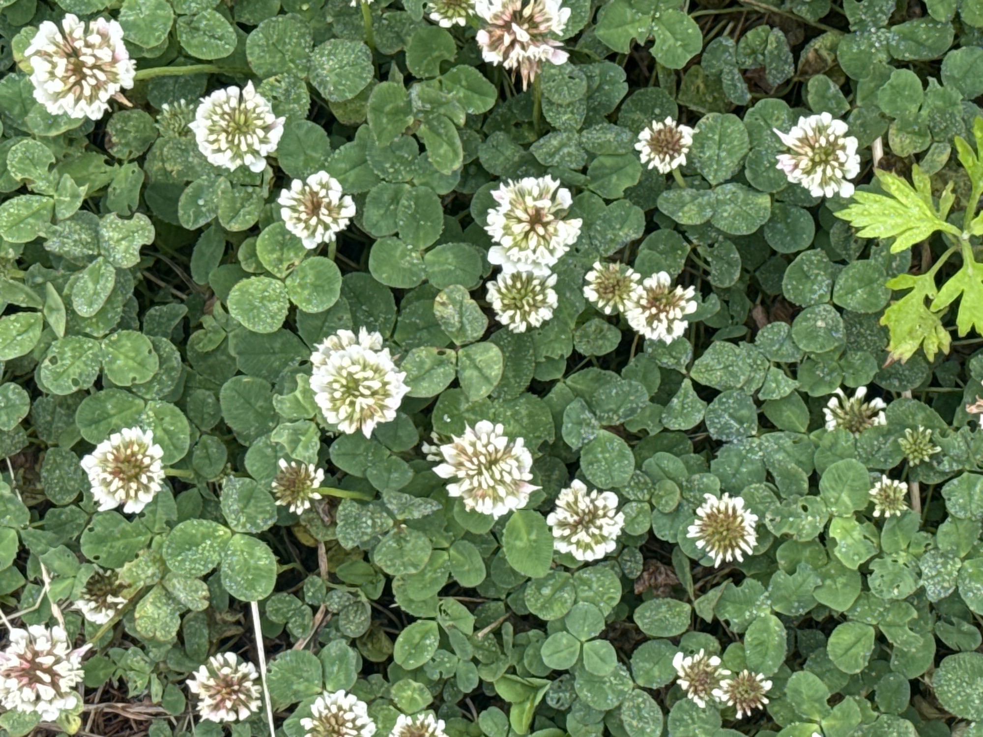 The image is an overhead, close-up shot of a dense patch of white clover flowers and their trifoliate leaves, interspersed with some green foliage at the top. The clover flowers are in various stages of bloom, with some fully open and others budded. The leaves are a vibrant green, some with small speckles of white or light green. The ground is dark and appears to be soil or mulch. The scene is natural and appears to be outdoors. There is no indication of any people, actions, or interactions. The image does not contain any identifiable landmarks or clues that would place it specifically in Kurilsk, Russia.