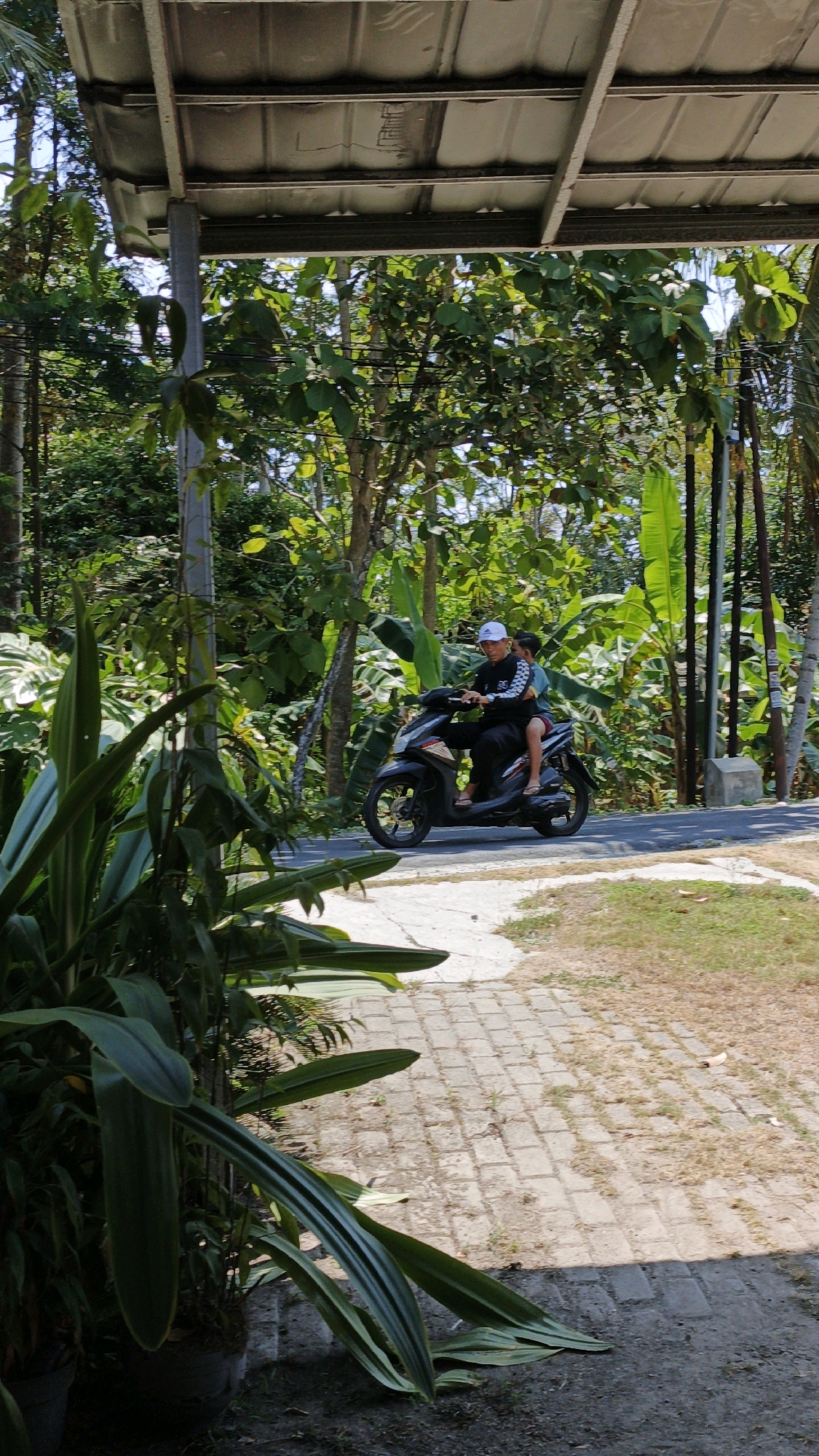 An adult male wearing a black jacket, black pants, and a white baseball cap rides a black scooter on a paved road. A younger male, wearing a patterned shirt and brown sandals, sits behind him as a passenger. The scooter has a visible rear brake light and gold-colored wheels. The scene is set in a tropical environment with lush green foliage and trees, including banana plants and large-leafed plants in the foreground. A covered structure with a corrugated metal roof is visible in the upper portion of the image, supported by a metal pole. The road appears to be in a rural area, possibly in Cintaratu, Indonesia, given the vegetation and architectural style. A paved walkway with rectangular stones leads away from the road. The lighting suggests it is daytime with bright sunlight.