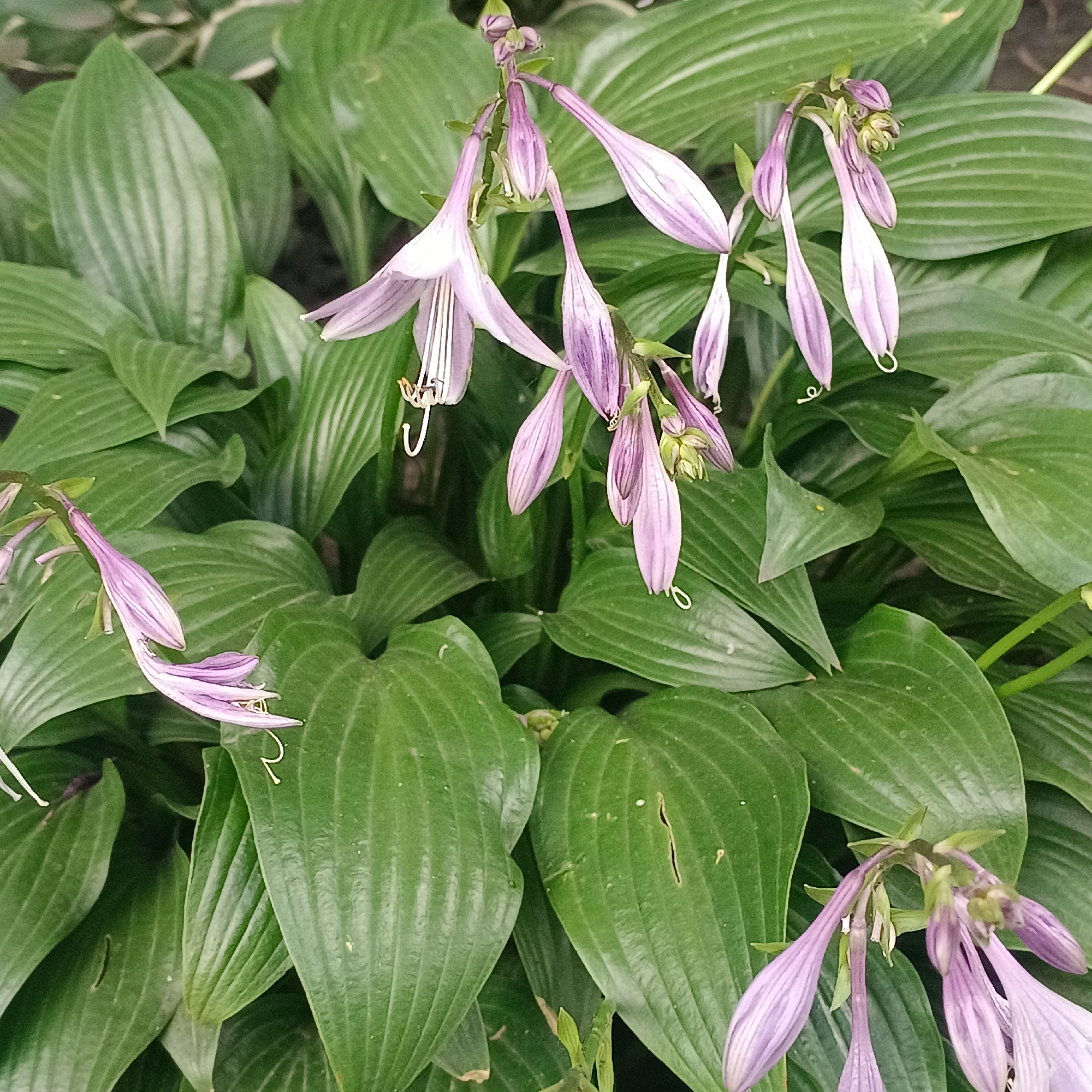 The image shows a close-up view of hosta flowers and leaves in a garden setting. The flowers are bell-shaped and lavender in color, with delicate stripes. They hang in clusters from tall stems, some still in bud. The leaves of the hosta plant are large, heart-shaped, and a deep green color, with prominent veins. The overall impression is one of lush greenery and delicate floral beauty. The scene is likely located in a garden in Samara, Russia, given the provided context, but no specific landmarks or identifiers are visible in the image to confirm this.