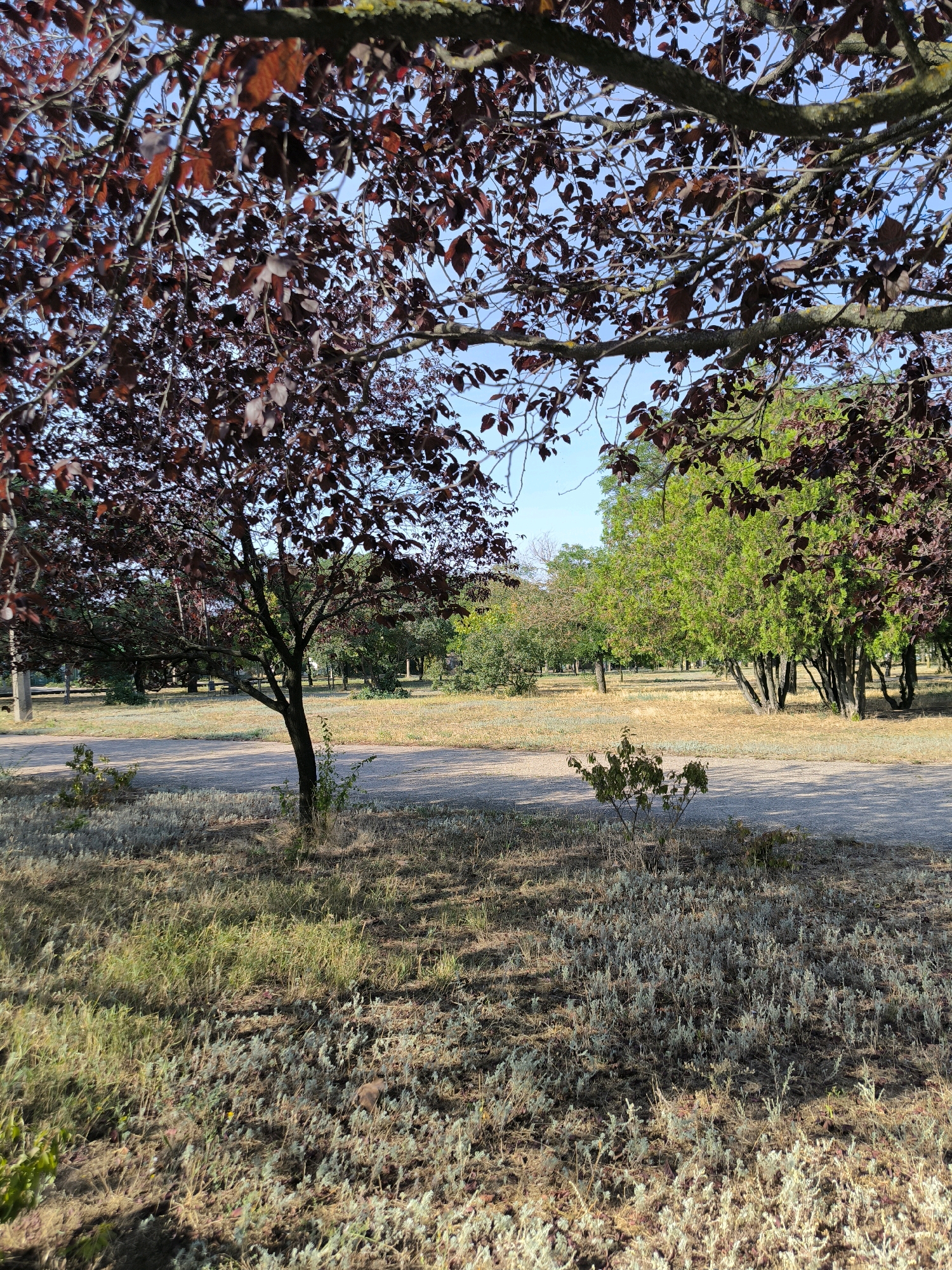 The image depicts a park area with a paved path running through it. The path is surrounded by dry, light-colored grass and scattered vegetation, characteristic of a dry climate or season. Several trees are visible, including one with dark reddish-brown leaves in the foreground, casting shadows on the ground. In the background, there are trees with vibrant green foliage. The sky is clear and blue. The scene suggests a warm, sunny day. The location is identified as the "Peremohy Park" in Mykolaiv, Ukraine, a public urban green space. There are no people or animals visible in the image. The overall impression is one of a serene, natural environment within a city.