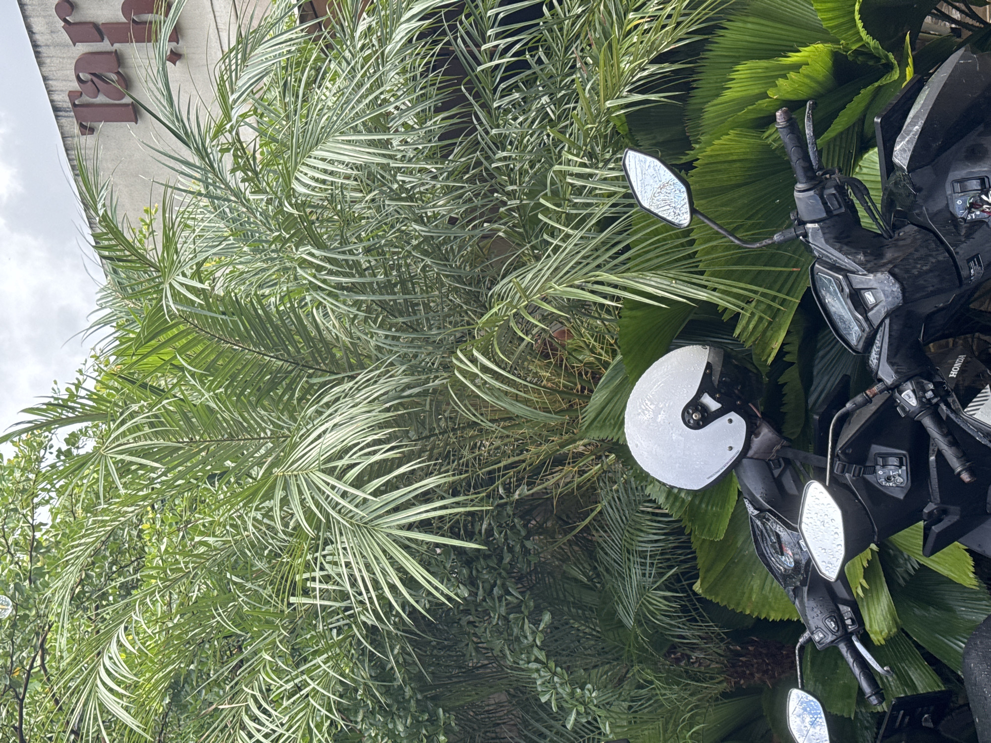 The image displays a black scooter parked amidst dense green foliage, with a building visible in the background. The overall composition is presented vertically, as if rotated 90 degrees clockwise from a typical upright orientation.
On the right side of the frame, a black scooter is partially visible, featuring its handlebars, front fairing, and rearview mirrors. A white helmet with a slightly textured, pitted surface rests on the scooter's front section. Water droplets are clearly visible on the scooter's mirrors and the helmet, indicating recent rain or high humidity. A portion of the "HONDA" brand name is visible on the scooter's side.
The left and central areas of the image are dominated by lush green plants, including slender-leaved palm fronds and broader, fan-shaped foliage, creating a dense, natural backdrop. In the upper left background, behind some of the greenery, a light-colored building facade is visible beneath an overcast sky. The letters "iz" are clearly visible on the building in a dark, bold, serif font, suggesting part of a larger sign or name.
The scene depicts an outdoor setting, likely a tropical or subtropical environment, during daytime. There are no people visible in the image.