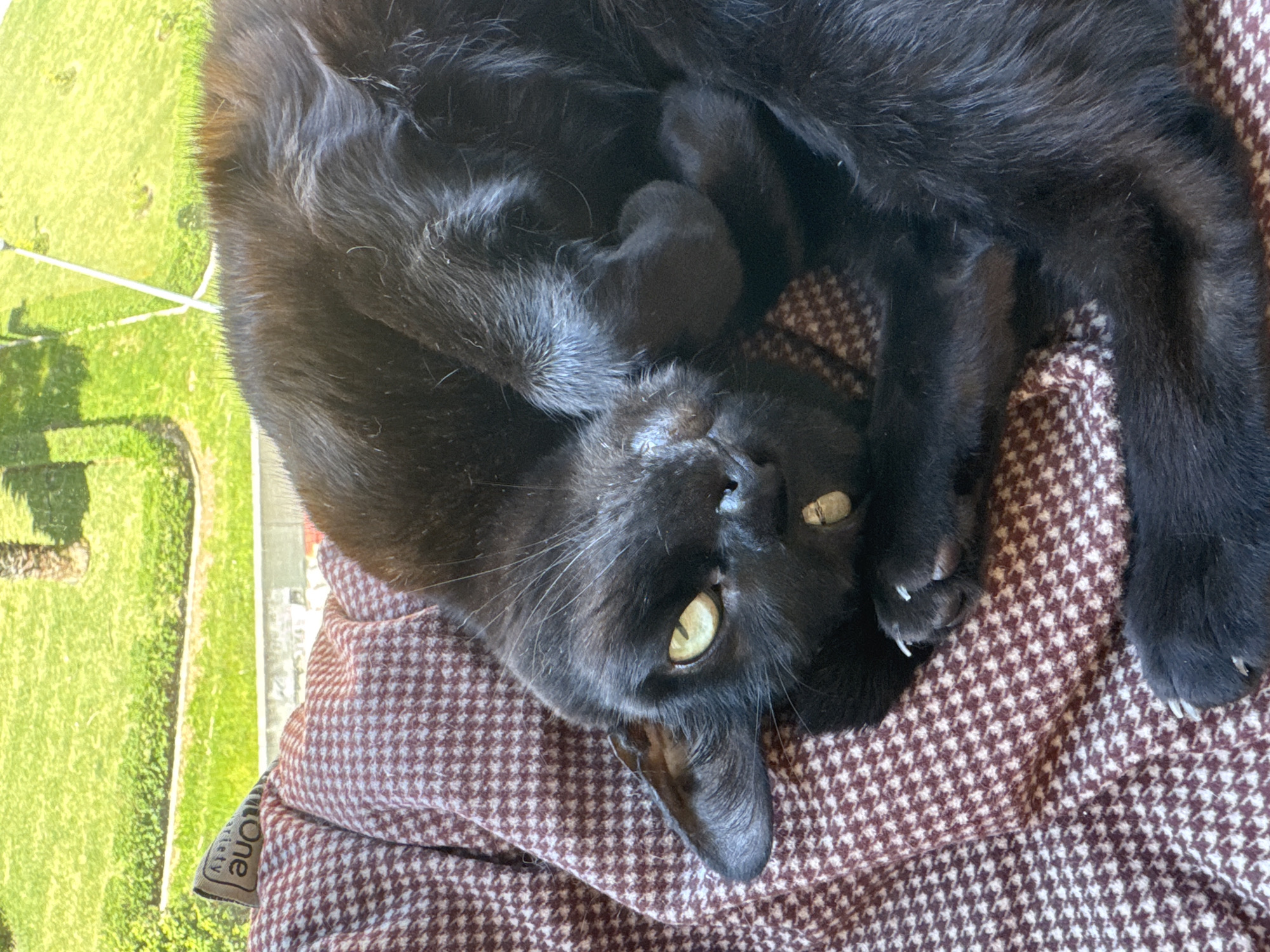 An overhead shot captures a black cat lying on its back, its head tilted upwards to gaze directly at the camera with striking yellow-green eyes. The cat's sleek, dark fur shows highlights from bright sunlight. Several of its paws are visible, displaying sharp, white claws, suggesting a relaxed but alert posture.
The cat is resting on a textured blanket or cushion featuring a distinct houndstooth pattern in reddish-brown and off-white. A small fabric tag is visible on the left edge of the blanket, partially showing the text "One" and "arity" on a grey background.
Behind the cat and the blanket, a vibrant outdoor scene is visible, dominated by lush green grass. This suggests a sunny day, possibly viewed through a window or from a balcony in Figueira da Foz, Portugal. Indistinct white structures, possibly poles or fences, and some foliage are discernible within the bright green landscape. The overall impression is one of a comfortable and curious cat enjoying a sunny day indoors.