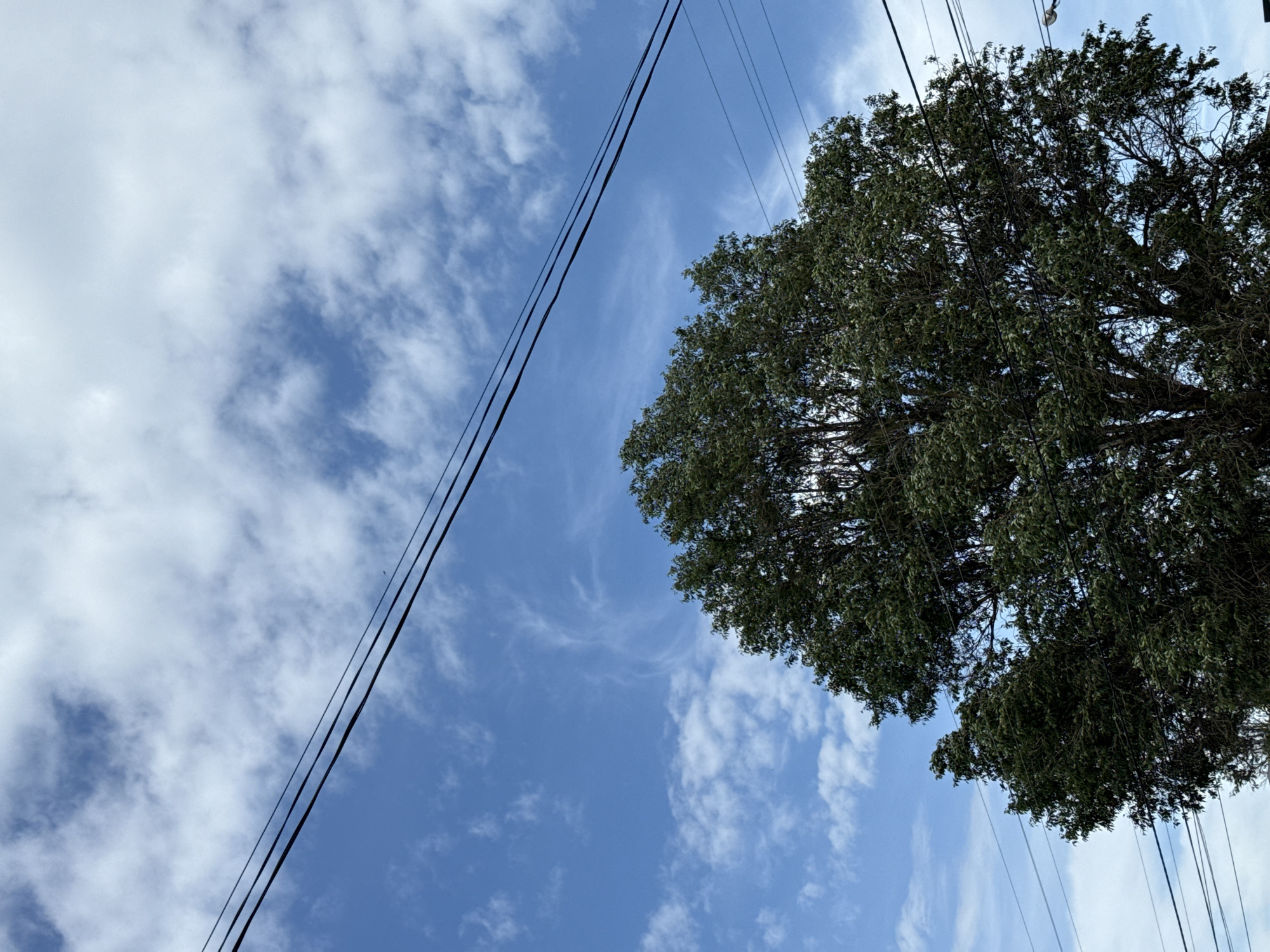 The image displays a large, leafy tree occupying the lower portion of the frame. Above the tree, a bright blue sky is visible, dotted with scattered white clouds. Several dark power lines run horizontally across the sky, intersecting with the tree's canopy. The scene appears to be an outdoor urban environment, likely a street or park. There are no people or animals visible in the image.