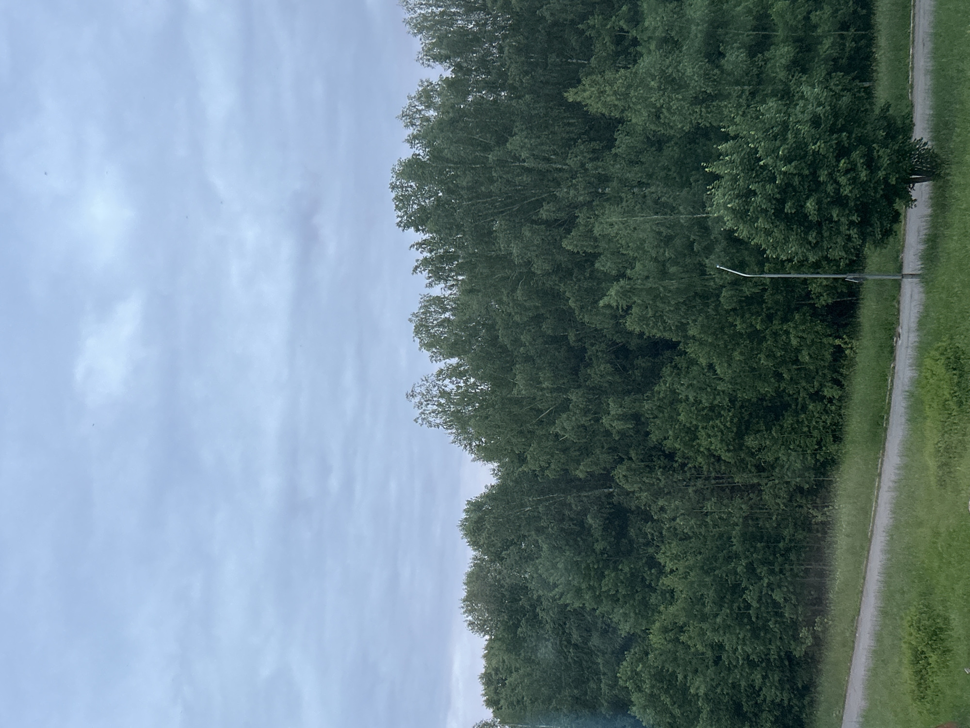 The image shows a cloudy sky above a dense line of green trees and foliage. In the foreground, a paved road runs through a grassy area. A single street lamp is visible on the right side of the image, near the road and in front of a large, rounded tree. The scene appears to be a natural or semi-natural area within or on the outskirts of a city. The time of day appears to be overcast, with no direct sunlight. There are no people or animals visible in the image.