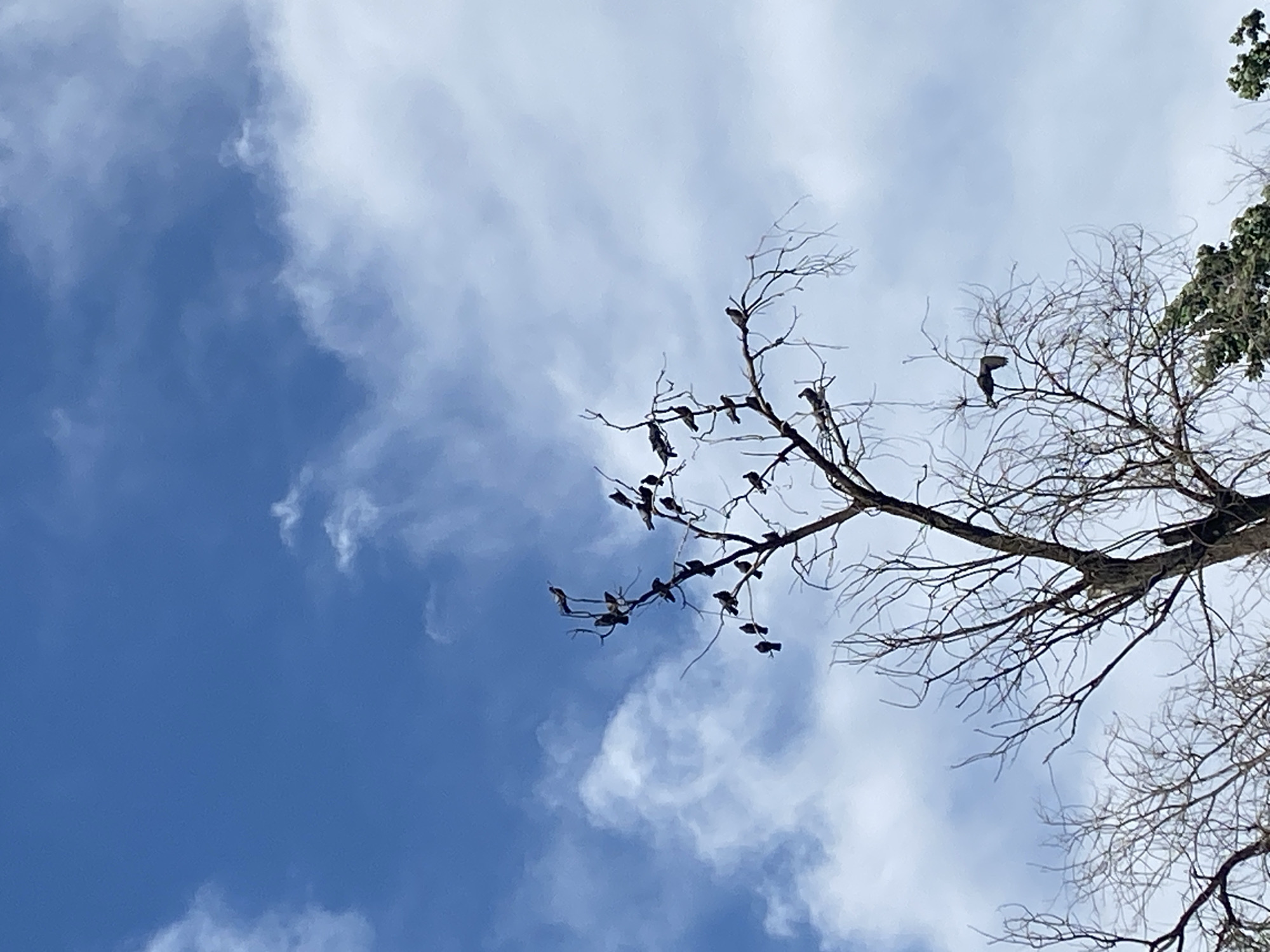 A flock of birds rests on the branches of a bare tree against a bright blue sky with scattered white clouds. The tree is silhouetted against the sky, with its branches reaching upwards. The birds are small and dark, and they are perched on various branches of the tree. One bird is in flight, with its wings spread wide, to the right of the tree. The image is taken from a low angle, looking up at the tree and the sky. The city of Bishkek, Kyrgyzstan is not depicted in this image.