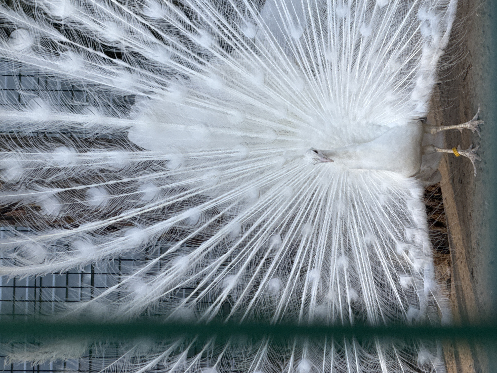 A medium shot depicts a white peacock with its feathers fanned out. The bird is standing with its legs visible on the right side of the frame. A yellow band is around one leg. The background is partially obscured by the feathers but appears to be a fenced area with a mesh grid visible in sections. The bottom of the frame has a dark green, horizontal line which looks like a part of the enclosure. The peacock is facing upward. This image may be from Rusanovo, Russia.