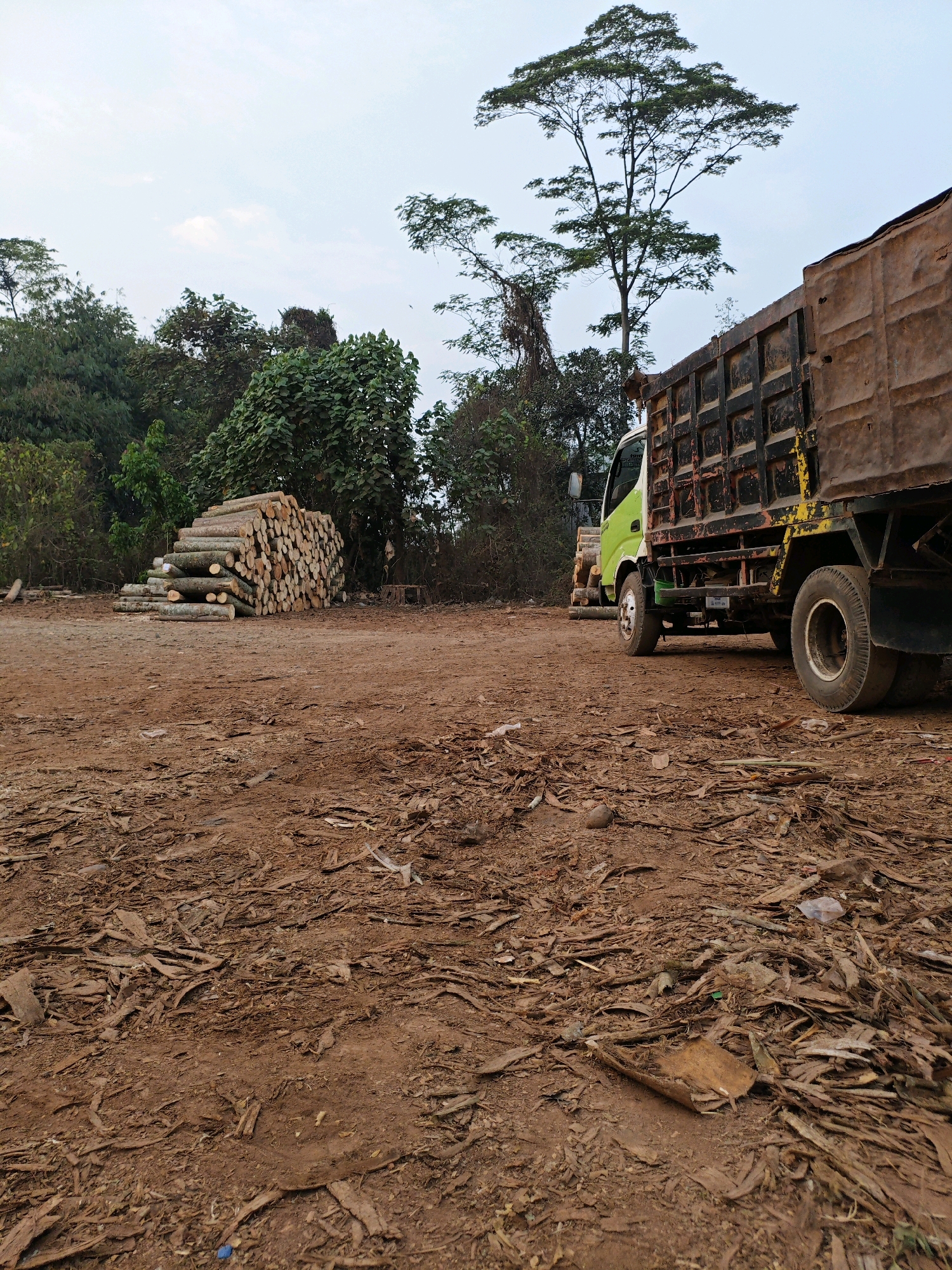 A low-angle, full shot captures a logging site in Penundan, Indonesia, under a pale sky. In the foreground, a vast expanse of reddish-brown dirt is littered with dry leaves and twigs. To the left, a neatly stacked pile of logs forms a substantial mound, with smaller logs and branches scattered nearby. Dominating the mid-ground and right side of the image is a large, weathered dump truck, its metallic brown cargo bed showing signs of rust and wear. The truck's cab is a bright lime green. Behind the logs and truck, a dense forest of various trees and foliage creates a dark green backdrop, punctuated by a tall tree with a wide, spreading canopy reaching towards the sky. The scene appears to be a temporary staging area for timber operations. No people are visible.
