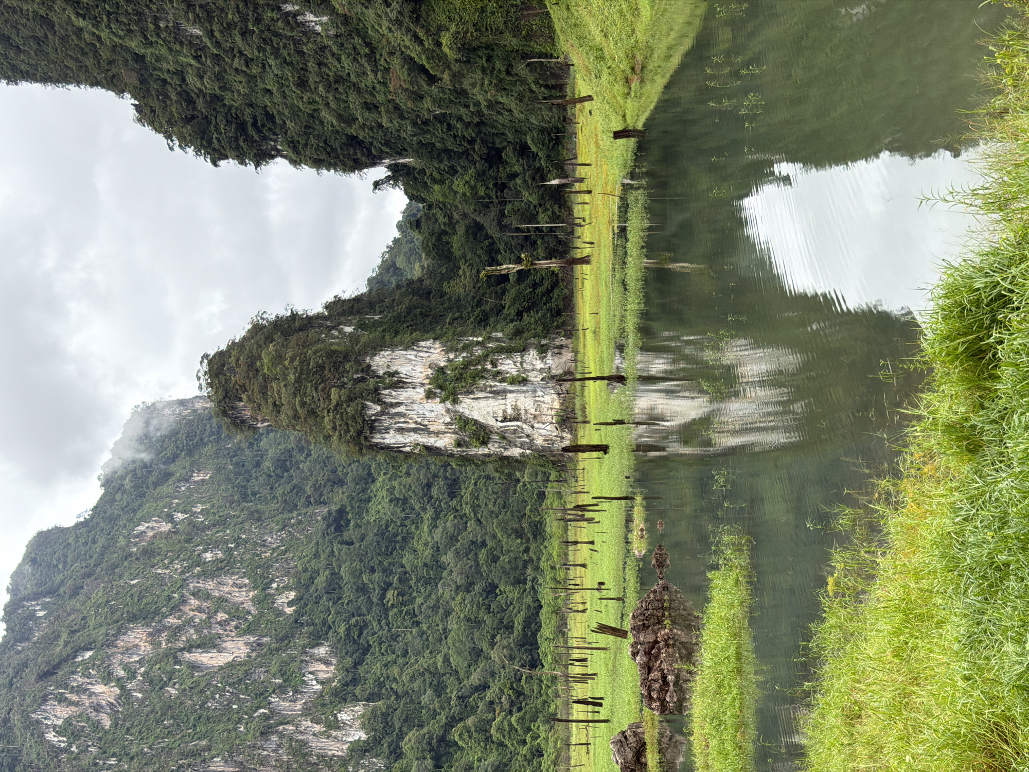 The image depicts a serene natural landscape in Khao Phang, Thailand. In the foreground, a tranquil body of water reflects the overcast sky and surrounding greenery. The water is fringed by lush, vibrant green grass, with patches of yellow wildflowers interspersed. Scattered throughout the shallow areas of the water are numerous dead trees, their dark, skeletal forms rising starkly from the water and the grassy submerged landscape. These trees appear to be remnants of a forest that has been inundated.
The middle ground is dominated by a striking limestone karst formation, rising abruptly from the water's edge. The rock face is a mosaic of white, grey, and brown, with streaks of darker mineral deposits. Green vegetation clings to its sheer surfaces and crowns the summit, softening its imposing presence. The karst is surrounded by dense, verdant jungle that blankets the rolling hills and mountains in the background. The mountains are characterized by their steep, dramatic slopes, heavily forested and partially obscured by a layer of mist or low-hanging clouds, adding an atmospheric and slightly mysterious quality to the scene. The overall impression is one of natural beauty and the stark contrast between life and decay within this unique ecosystem.