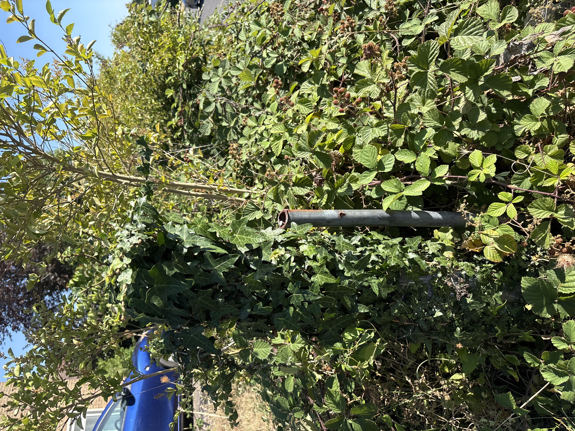 This image shows a close-up view of overgrown vegetation, primarily ivy and brambles, obscuring a metal post. The metal post appears to be grey and has some rust marks. There are some small, dark, berry-like fruits visible on the brambles. In the background, out of focus, is a blue car and hints of buildings. The scene is set outdoors, under a clear blue sky, suggesting it is daytime. The environment appears to be a roadside or verge area, possibly in a suburban or urban setting. Without further context or specific landmarks, identifying the precise location within Chelmsford, United Kingdom is not possible from the image alone.