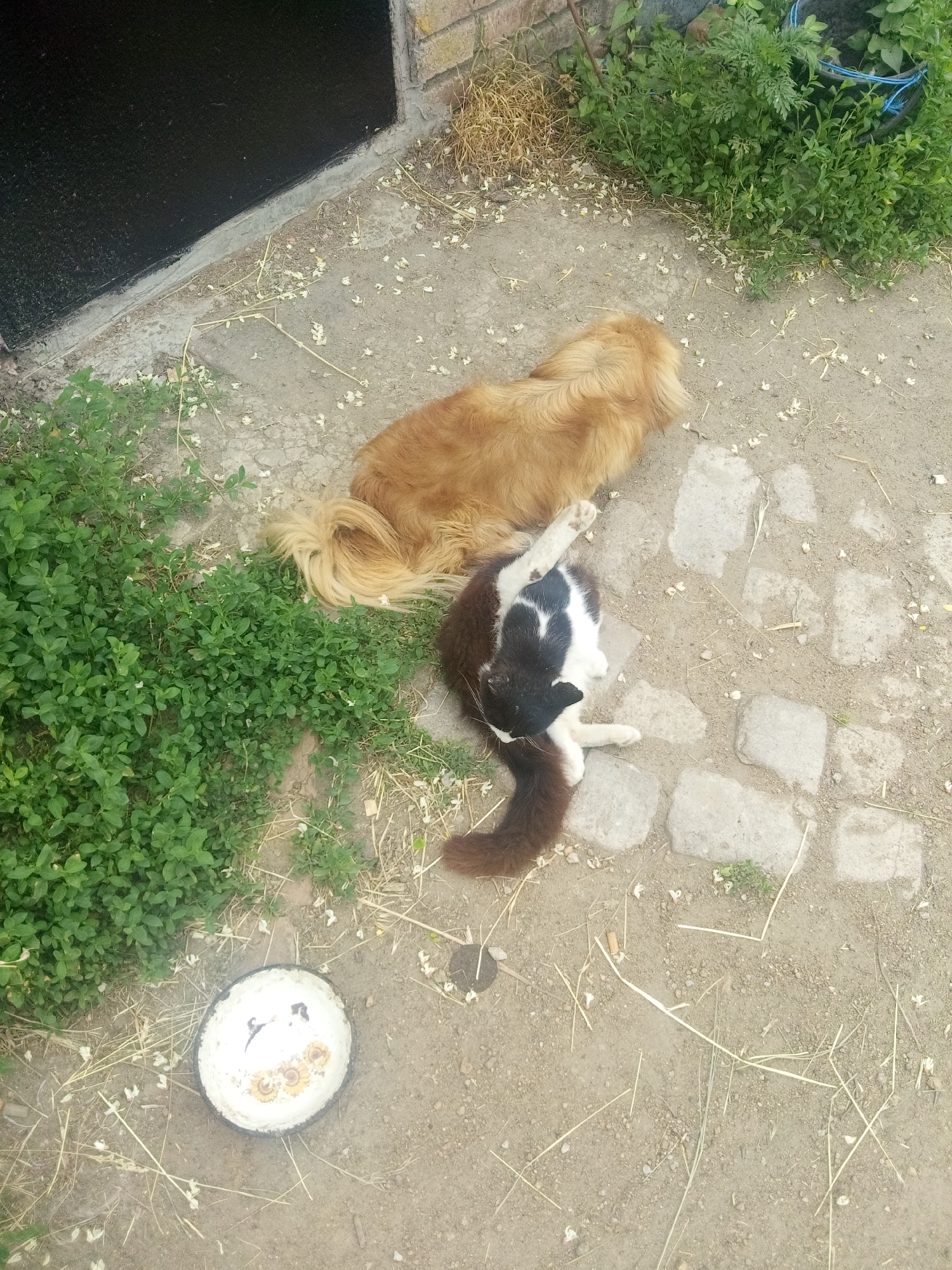 This forensic image depicts an outdoor ground-level scene in the city of Querétaro, Mexico. A golden-brown dog with shaggy fur is observed lying on its stomach on a light brown dirt and gravel surface, positioned towards the upper right of the frame. Adjacent and to the lower left of the dog, a black and white cat is resting on its back or side, with its front paws slightly raised and a long, dark brown tail extending downwards.
The ground comprises predominantly light brown soil, small gravel, and scattered pieces of dried straw and white plant debris, potentially fallen petals. Several irregular light grey paving stones are visible beneath and around the cat. Lush green ground cover vegetation is present along the left edge and bottom-left corner of the image, while another patch of green plants appears in the upper-right. A dark, possibly black, wall or structure with a light grey mortar or concrete base runs along the top-left edge, near some visible brickwork and dried brown grass. In the bottom-left corner, a white, round ceramic or metal bowl with a dark rim and faded yellow floral designs on its interior rests on the dirt, containing some light-colored residue.
