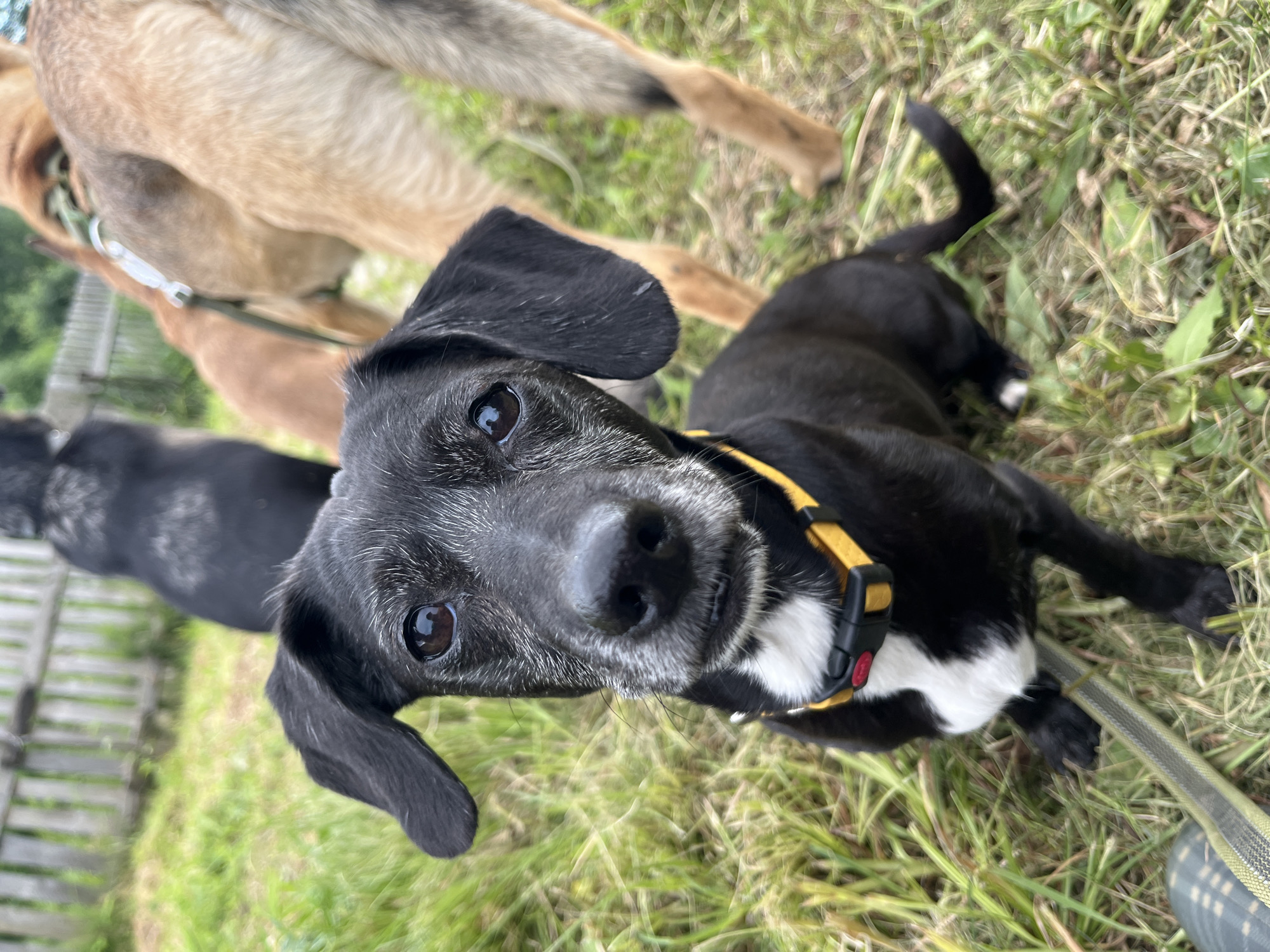 A close-up, slightly blurry, eye-level shot of a small black and white dog with floppy ears is the primary focus. The dog is wearing a yellow and black collar with a red accent. Its muzzle is mostly grey, suggesting an older dog. The dog is looking directly at the camera with large, dark eyes. The background is out of focus and shows green grass and a wooden fence, consistent with an outdoor setting. Several other dogs are visible in the background, appearing larger and of different breeds and colors. One dog has a tan coat and is wearing a green harness. Another dog, black in color, is behind the tan dog. The scene appears to be in a backyard or park. There is no specific indication that the location is in Nizhny Tagil, Russia.