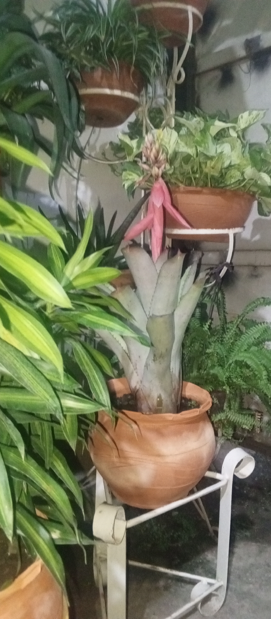 The image depicts an assortment of potted plants displayed on a white, multi-tiered plant stand. The plants vary in type and include a bromeliad with a pink flower, a fern, and other leafy green varieties. The plant stand is made of metal and has a simple, decorative design. The scene appears to be outdoors, and the image was taken in Tinaquillo, Venezuela.