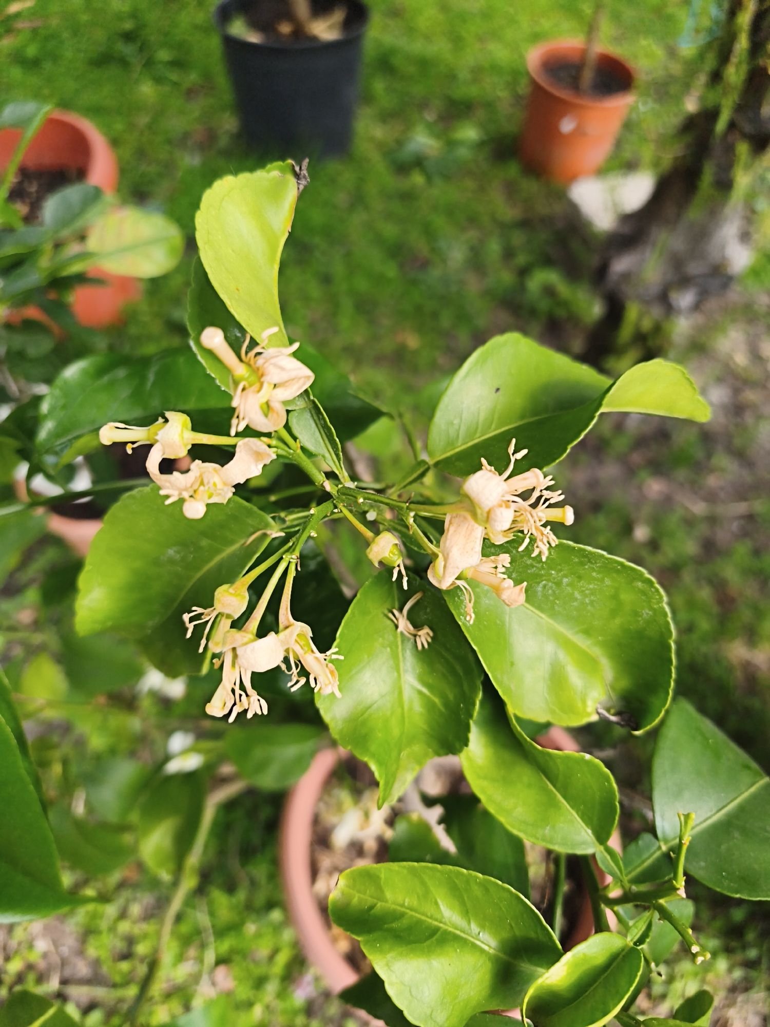 The image depicts a close-up view of a flowering citrus plant, likely a lemon or lime, situated outdoors. The plant is characterized by glossy, green leaves and pale yellow-white flowers with prominent stamens. The flowers are clustered together at the ends of the branches. The plant is potted in a terracotta-colored pot. The background includes other potted plants and a grassy area, suggesting a garden or outdoor setting. The location is Unknown, Unknown.