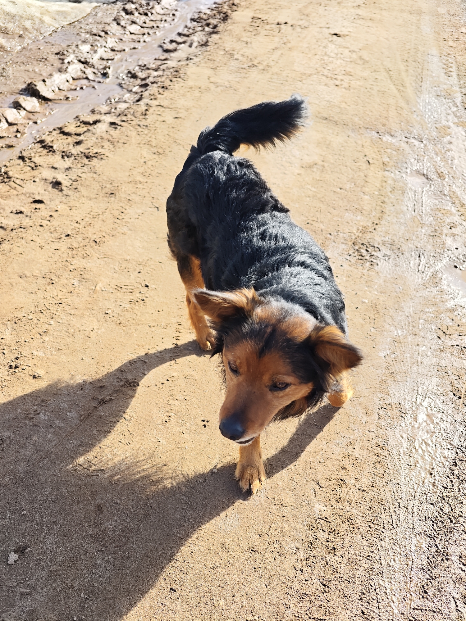 An outdoor scene in Уральское, Russia, features a medium-sized tricolor dog walking on an unpaved dirt road. The dog possesses a black coat on its back, transitioning to tan or brown on its head, ears, lower legs, and underbelly. Its tail is dark and bushy, held in a slight upward curve. The animal's head is lowered, looking towards the ground, with its body oriented partially to the left of the frame. Strong sunlight from the right casts a distinct shadow of the dog onto the sandy-brown road surface. The road exhibits areas of mud and standing water, particularly noticeable in the upper left and right portions of the image, where clear tire tracks are embedded in the wet earth. No other subjects or human interactions are present in the visible area.