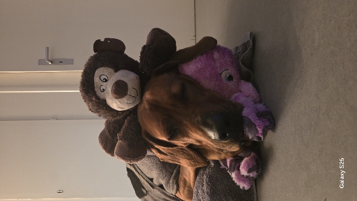 A brown dog rests among stuffed toys. A brown monkey sits on the left, while a purple elephant lies on the right. The dog is lying on a gray blanket. The background consists of a light-colored wall and a gray floor. The photo includes a door handle. "Galaxy S25" is visible in the bottom right corner.