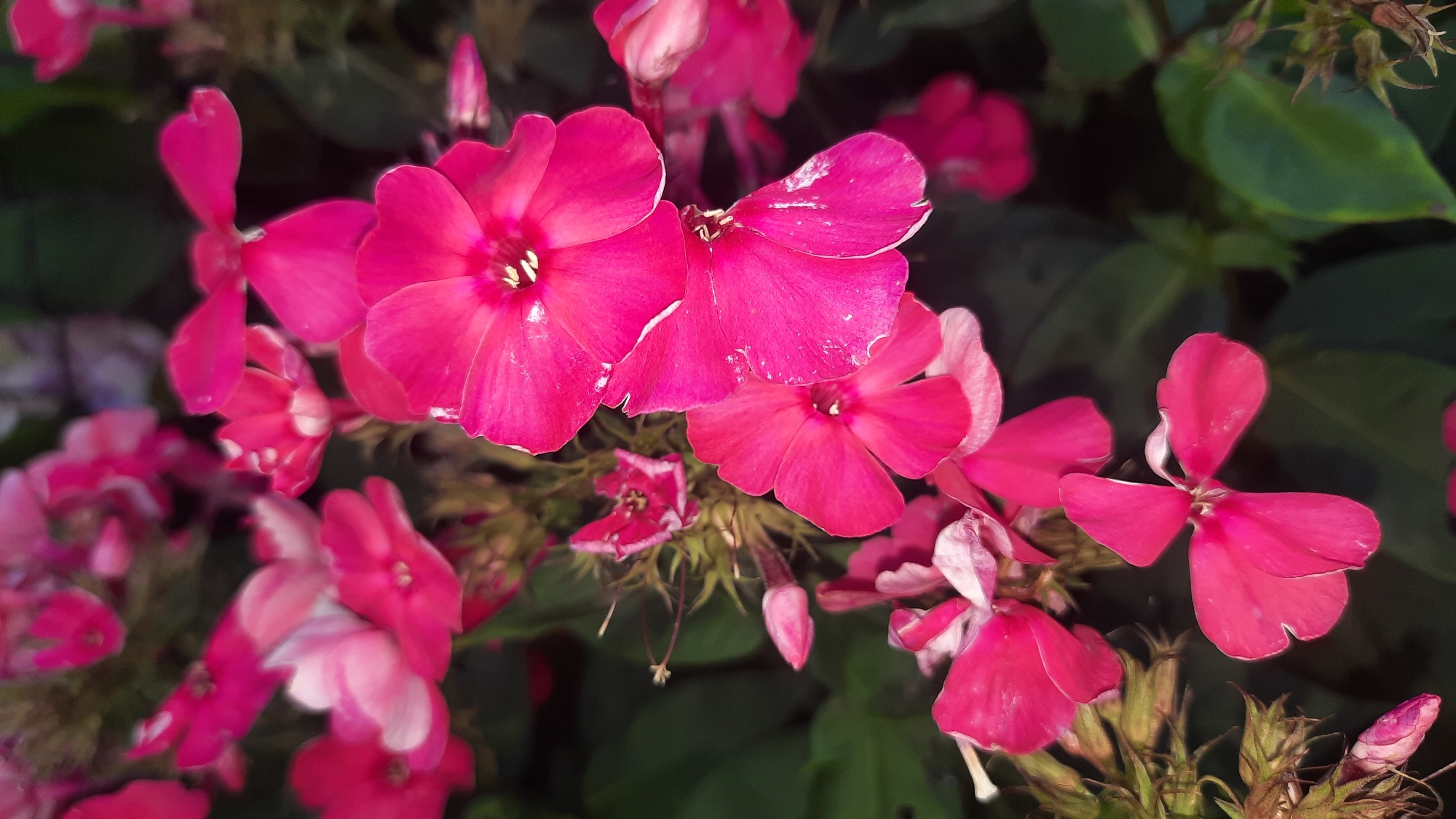 A close-up, vertical, low-angle shot shows a cluster of vibrant pink phlox flowers against a dark, out-of-focus background of green foliage. The flowers are in various stages of bloom, with some fully open and others still forming buds. The petals are delicate and slightly ruffled, with some showing hints of white at their edges. The centers of the open flowers reveal stamen and pistils. The lighting highlights the texture and translucence of the petals, creating a soft, almost ethereal effect. The image captures the natural beauty of these flowers, likely in a garden setting. There is no discernible information about the city of Шклоў, Belarus, within the visual content of the image itself.