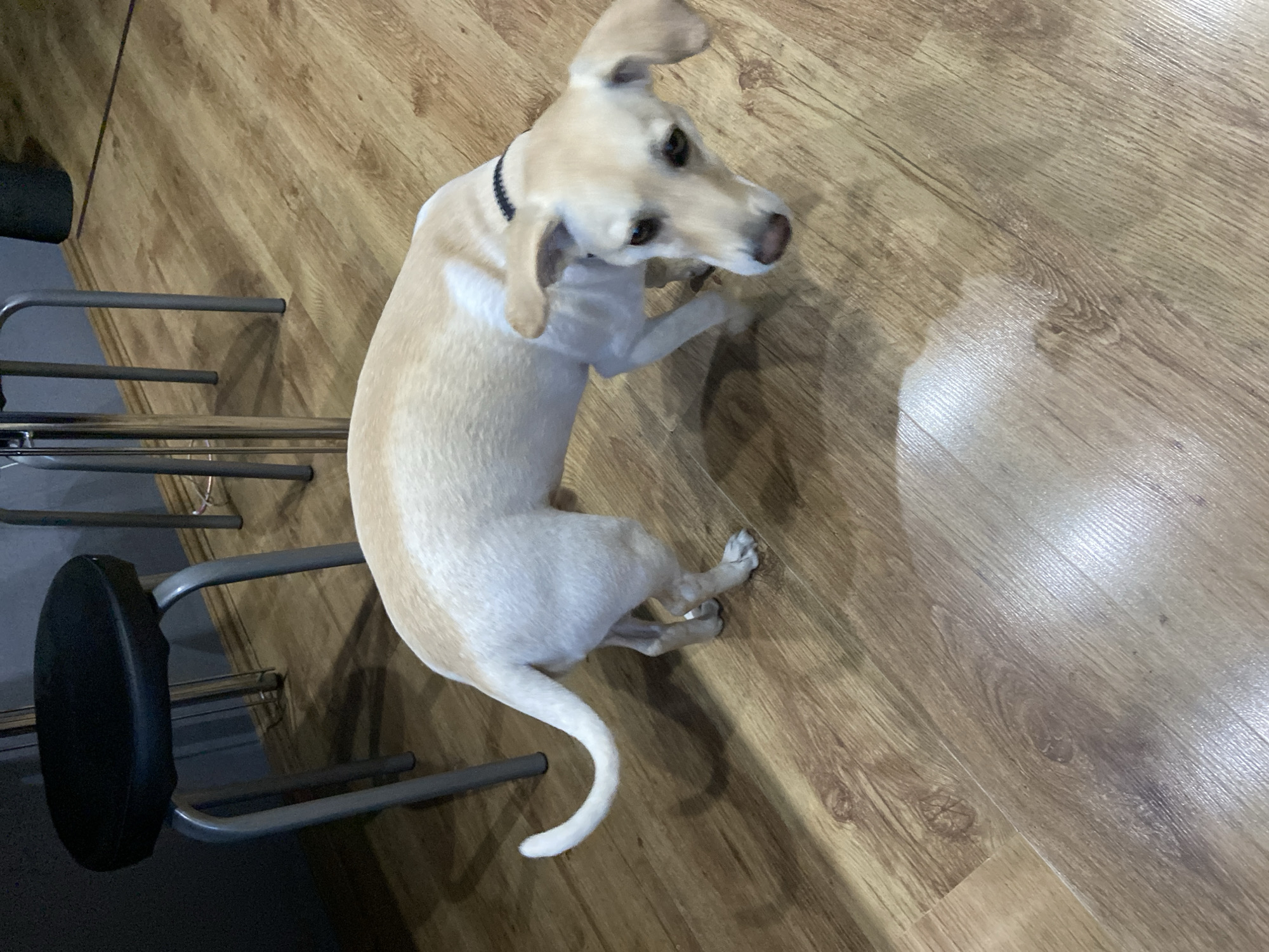 A light-colored dog with floppy ears is standing on a wooden floor. It is facing the camera with its head tilted. There is a dark collar around its neck. In the background, there are several metal stools with black seats and a gray wall. The scene appears to be indoors.