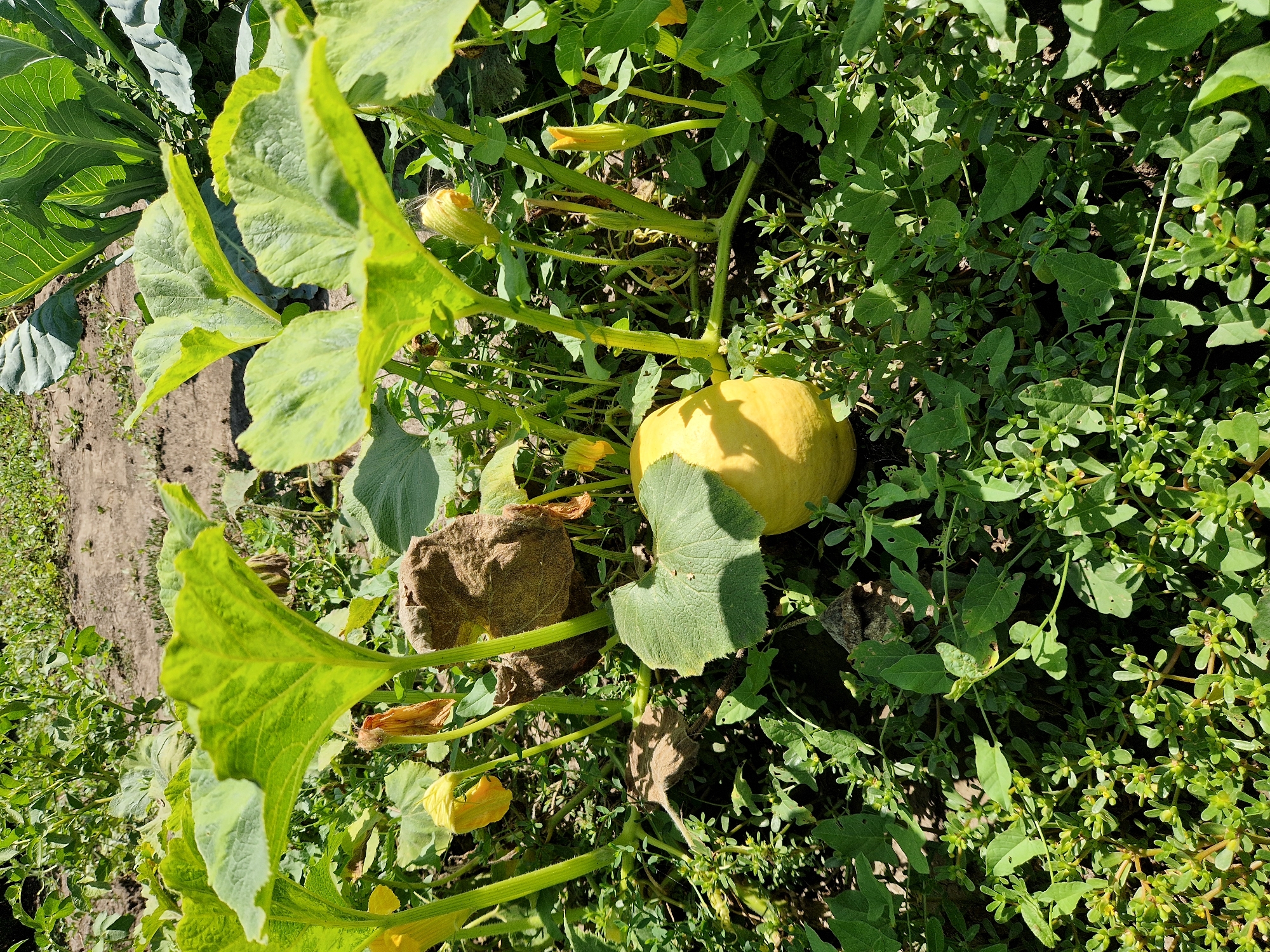 A solitary, ripe, pale yellow pumpkin rests amongst its green, broad leaves and stems in a garden bed. The pumpkin is smooth-skinned and oval-shaped, with a slight crease running vertically down its surface. Delicate yellow flowers, some wilting, are scattered throughout the scene, along with other low-lying green foliage. In the background, hints of other garden plants, possibly cabbage, are visible, along with dry, tilled earth. The scene is bathed in bright sunlight, casting shadows across the leaves and the ground, suggesting a clear, warm day. The location is a garden in Oskemen, Kazakhstan.