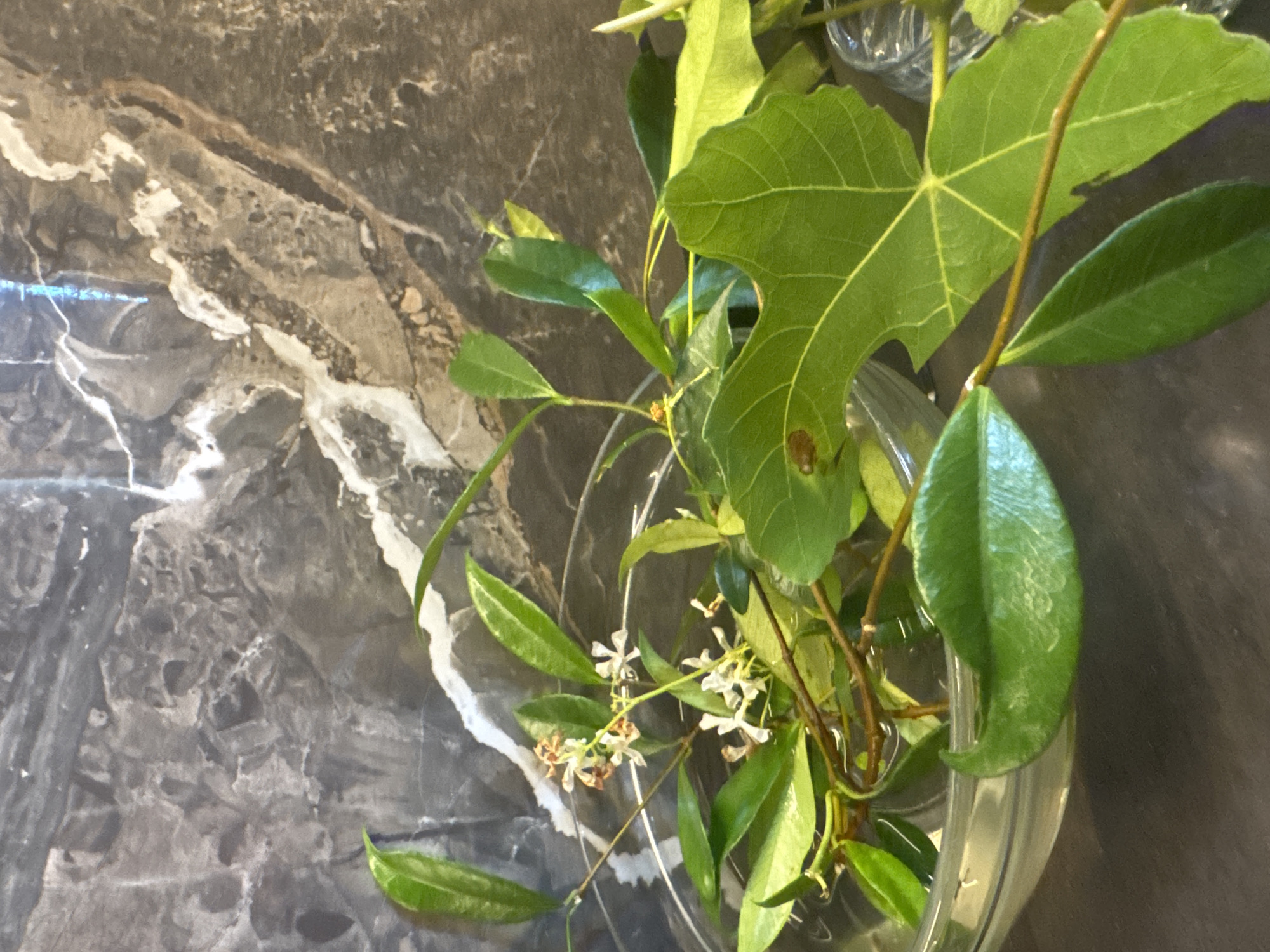 The image displays a clear glass bowl filled with water, containing several green leafy branches. Among the foliage, small white flowers with red centers are visible. The bowl rests on a dark surface. The background is a marble-patterned wall with gray and white veining. The scene is indoors and appears to be a still life arrangement. There are no people or animals present.