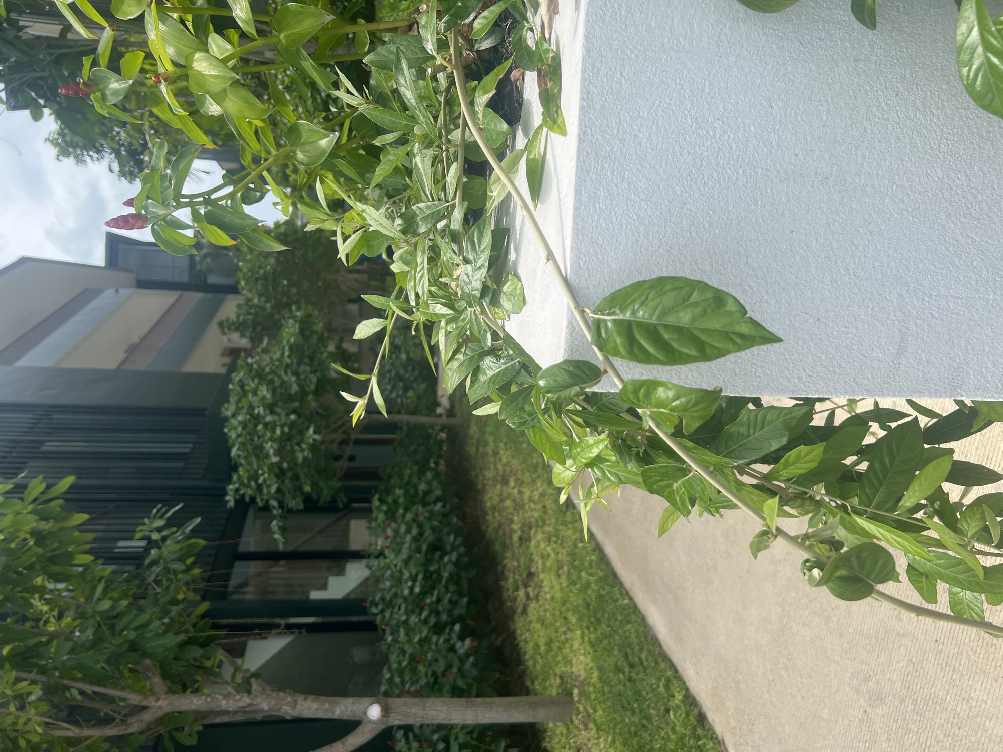 An outdoor shot captures a lush green plant with long vines cascading over a white textured wall. In the background, a modern building with dark vertical siding and multiple windows is visible, alongside manicured green trees and grass. A concrete pathway curves through the scene. The sky above is partly cloudy. The scene appears to be in a serene outdoor setting, possibly a courtyard or garden area within a contemporary establishment. The overall impression is one of natural beauty integrated with modern architecture.