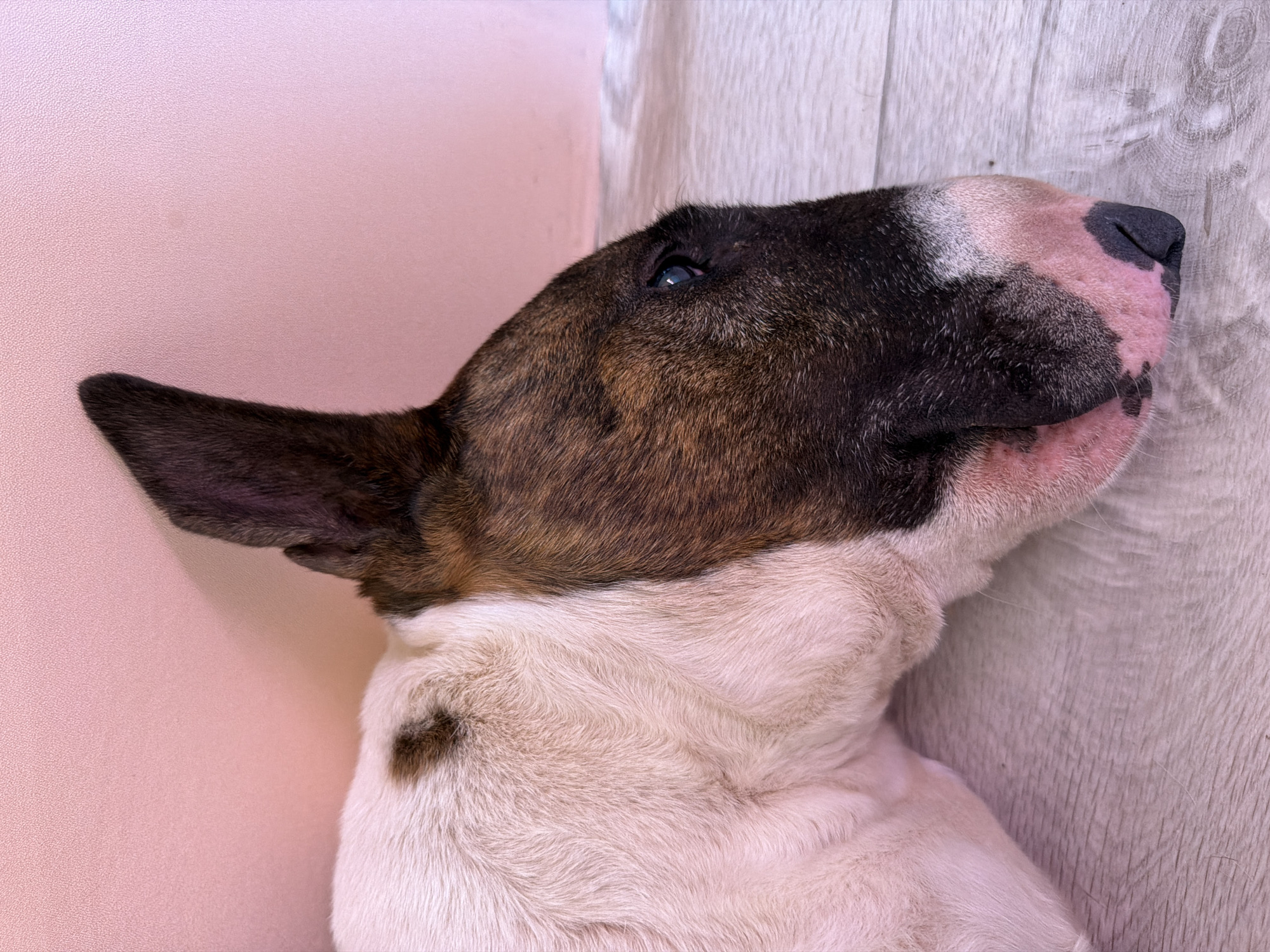 The image depicts a bull terrier lying on its side. The dog has a mostly white body with brown and black markings on its head, and a black nose. The background consists of a light pink wall to the left and a light-colored, wood-patterned surface to the right. The dog is the primary subject of the image. There are no other people or animals visible. The location of the photo is a building interior, and there is no indication of the photograph being taken in the city of Chaikovsky, Russia.