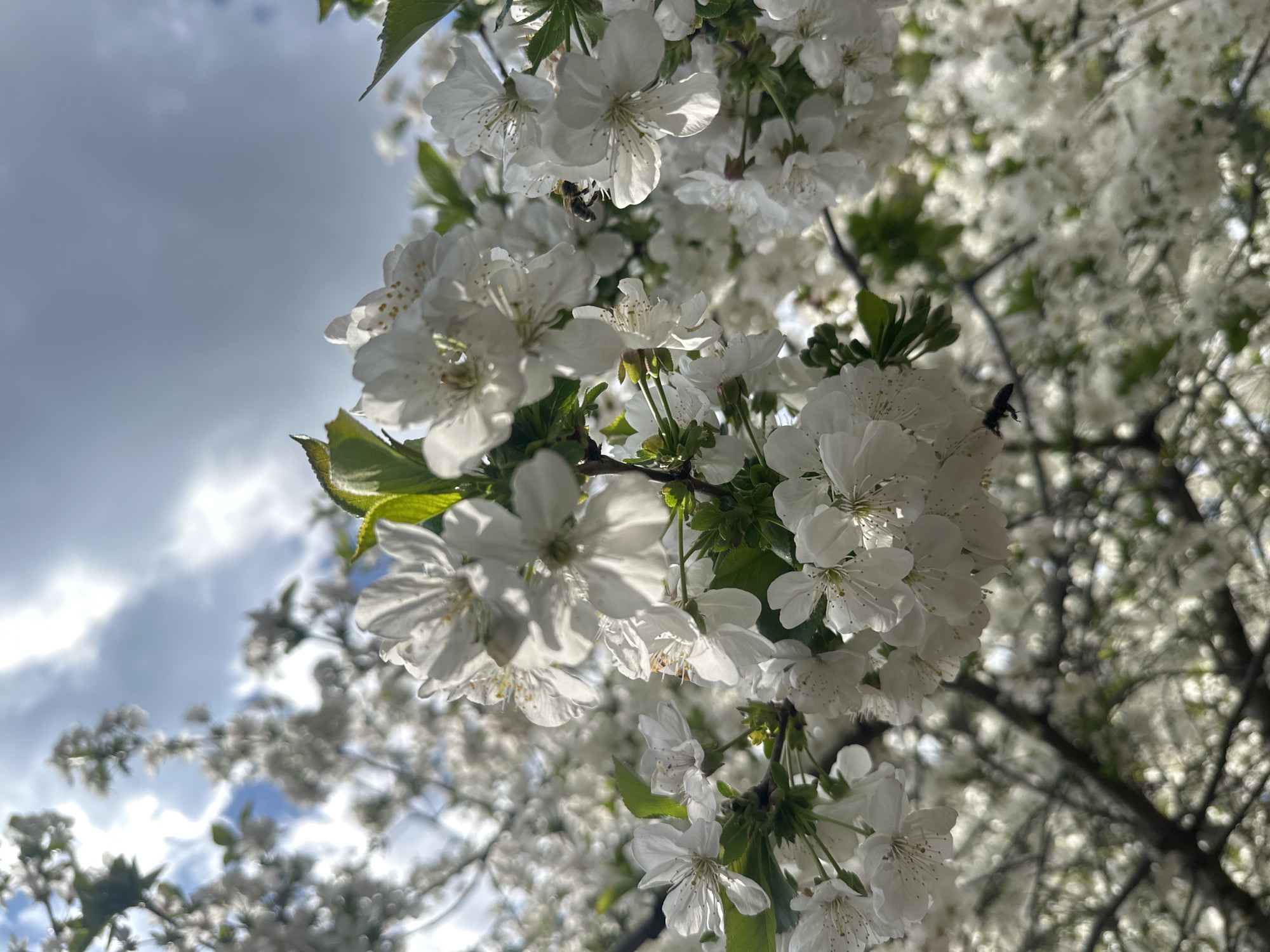The image shows a tree with white blossoms. Two bees are visible: one is located on the top left flowers, the other is flying on the right side of the frame. Some green leaves are visible among the blossoms. In the background, there is a sky with light blue and gray clouds. It is a sunny day. The location, Choba, Bulgaria, cannot be verified from the image.