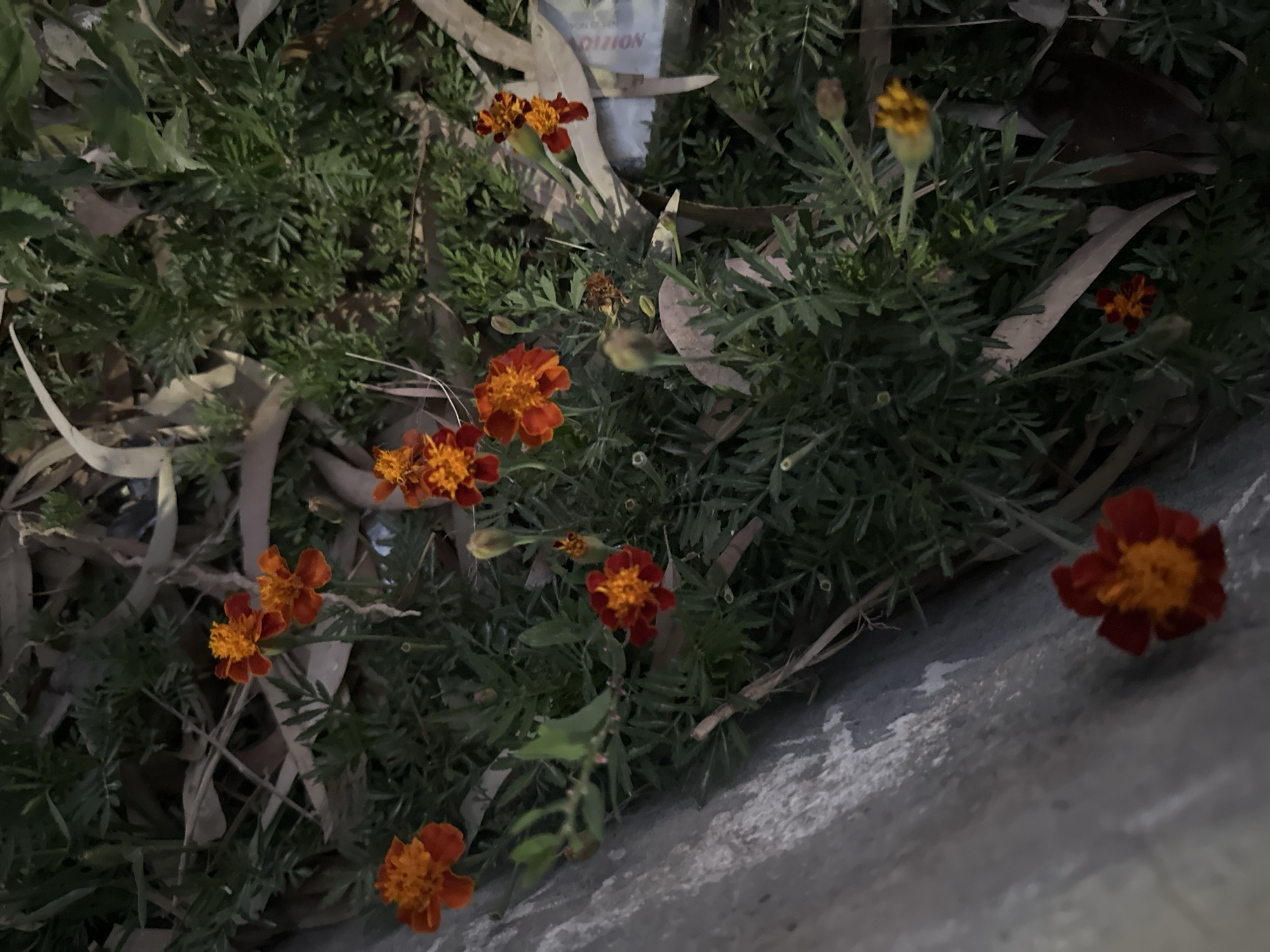 This image captures a close-up, slightly angled view of a cluster of marigold flowers and foliage.
**Subjects:** The primary subjects are several marigold flowers, predominantly in shades of orange and deep red with contrasting yellow-orange centers. They are surrounded by their characteristic dark green, feathery leaves. Interspersed among the living plants are numerous dried, light brown leaves, possibly from eucalyptus trees, scattered on the ground. A gray, concrete surface runs along the right side of the frame, indicating the edge of a path, curb, or wall.
**Activity or event taking place:** No specific activity or event is depicted; it is a static scene focusing on the flora.
**Notable details:** The lighting appears somewhat dim, suggesting the photo might have been taken in a shaded area, on an overcast day, or during dawn/dusk. The composition shows the plants growing close to the concrete, indicating a garden bed, roadside planting, or neglected corner.
**Visible text:** In the upper central part of the image, partially obscured by green leaves, there is a light-colored object, possibly a piece of packaging or a can. On this object, the word fragment "DITION" is visible, oriented vertically.