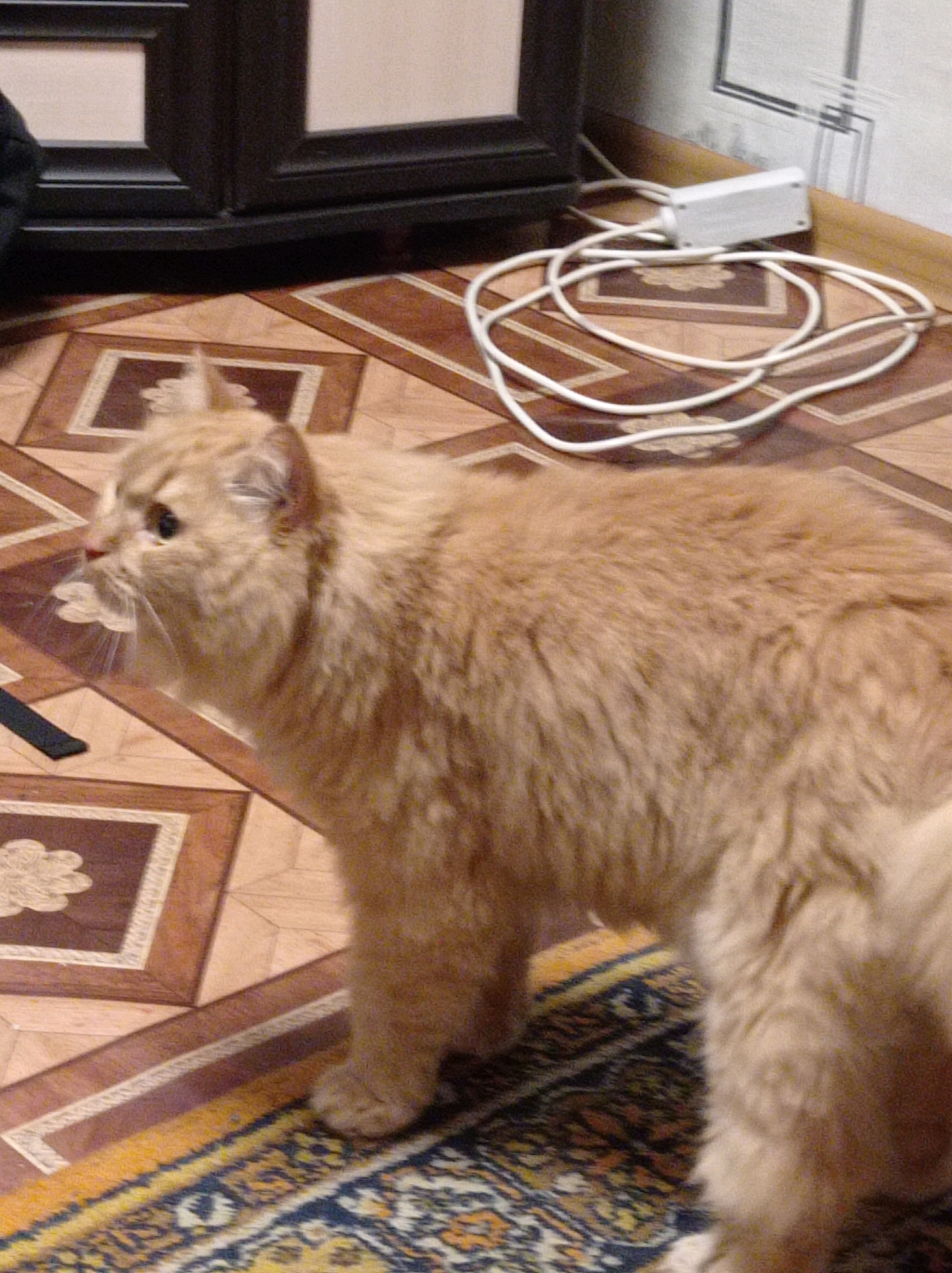 A fluffy ginger cat is standing on a patterned rug. The cat is facing to the left and appears to be looking at something out of frame. The background shows a wooden floor with a geometric pattern, a dark wooden cabinet, and a white power strip with a coiled white cord. The lighting is dim, suggesting an indoor environment. No specific location in the city of Degtyarsk, Russia can be determined from the image.