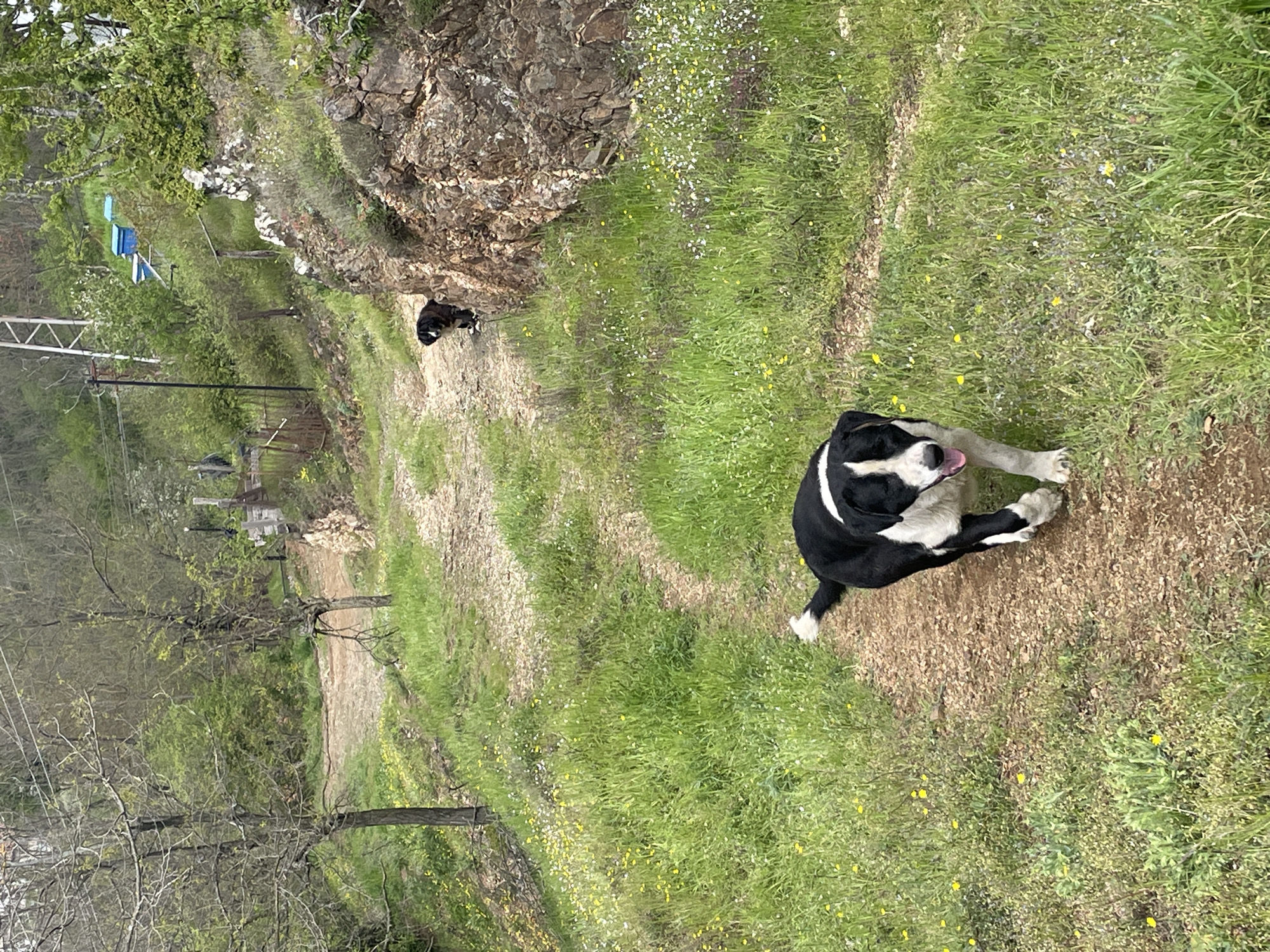 The image shows a grassy, unkempt path in an outdoor area with a black and white dog lying on the path, panting. Another dog is seen further up the path near a rocky outcrop. The path is surrounded by green grass with small yellow and white flowers interspersed. In the background, there are trees, an electrical tower, and distant structures. The location appears to be a rural or semi-rural area, possibly on the outskirts of a town. There is no explicit confirmation that the scene is in Zlatograd, Bulgaria. The presence of the electrical tower and distant buildings suggests some level of human development. The dog in the foreground is the primary subject, and the presence of the other dog, the path, and surrounding vegetation provide context for the scene.
