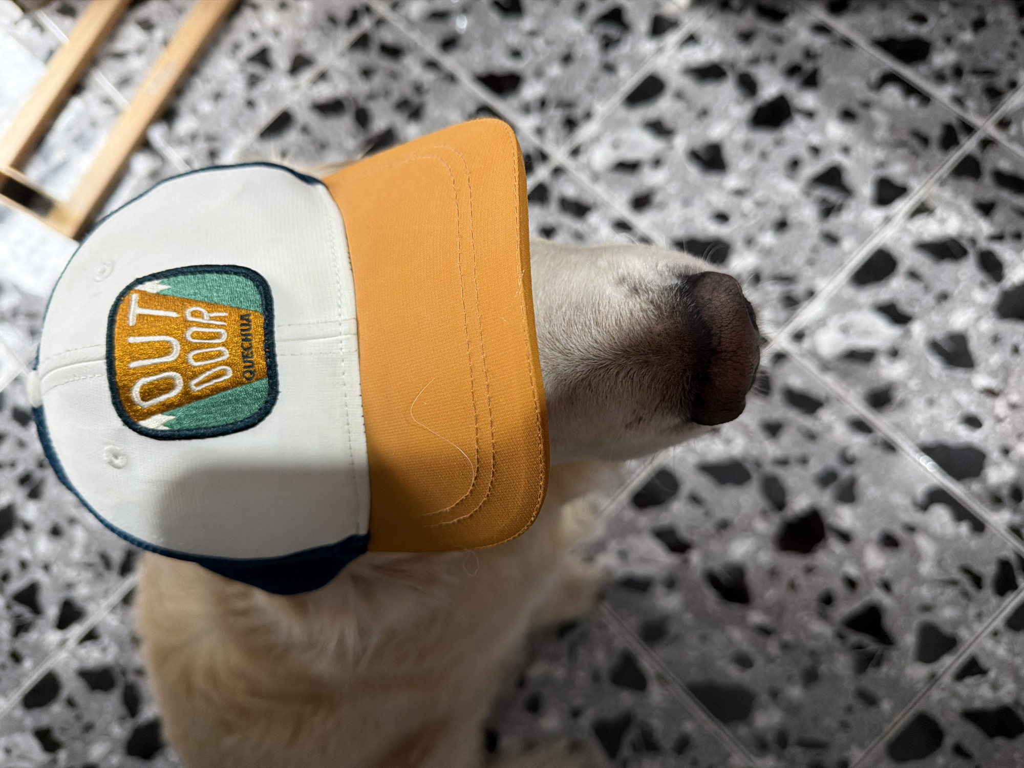 An overhead shot captures a dog wearing a baseball cap indoors in Tbilisi, Georgia. The dog's light-colored fur and dark nose are visible, peaking out from under the cap. The baseball cap features a white front panel, an orange or tan brim, and dark blue trim.
On the front of the cap, an embroidered patch displays the word "OUT" above "DOOR" in white letters against an orange background, with a small tree graphic between them. Below, the brand "QUECHUA" is visible in smaller script. This design is set within a teal-green, shield-shaped outline with a white border.
The background shows a tiled floor with a grey or white base speckled with irregular black shapes and visible grout lines, suggesting a terrazzo pattern. A blurry wooden structure is visible in the top left corner of the frame. The scene is brightly and evenly lit, indicating an indoor setting during daytime.