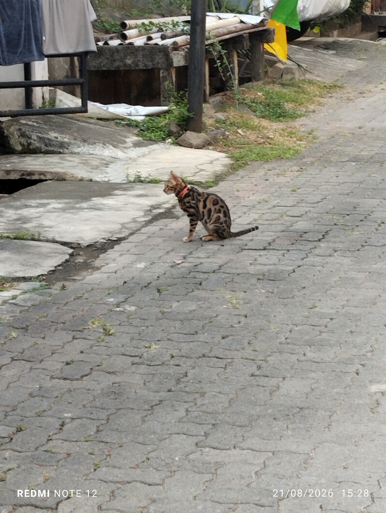 A Bengal cat with a red collar sits on a patterned cobblestone path, facing left. The cat is spotted and has a slender build. In the background, there is a concrete structure with bamboo poles stacked on top, and some green foliage growing around it. The scene appears to be an outdoor, possibly residential area, and given the timestamp and "REDMI NOTE 12" watermark, it is likely a photograph taken in Bekasi, Indonesia.