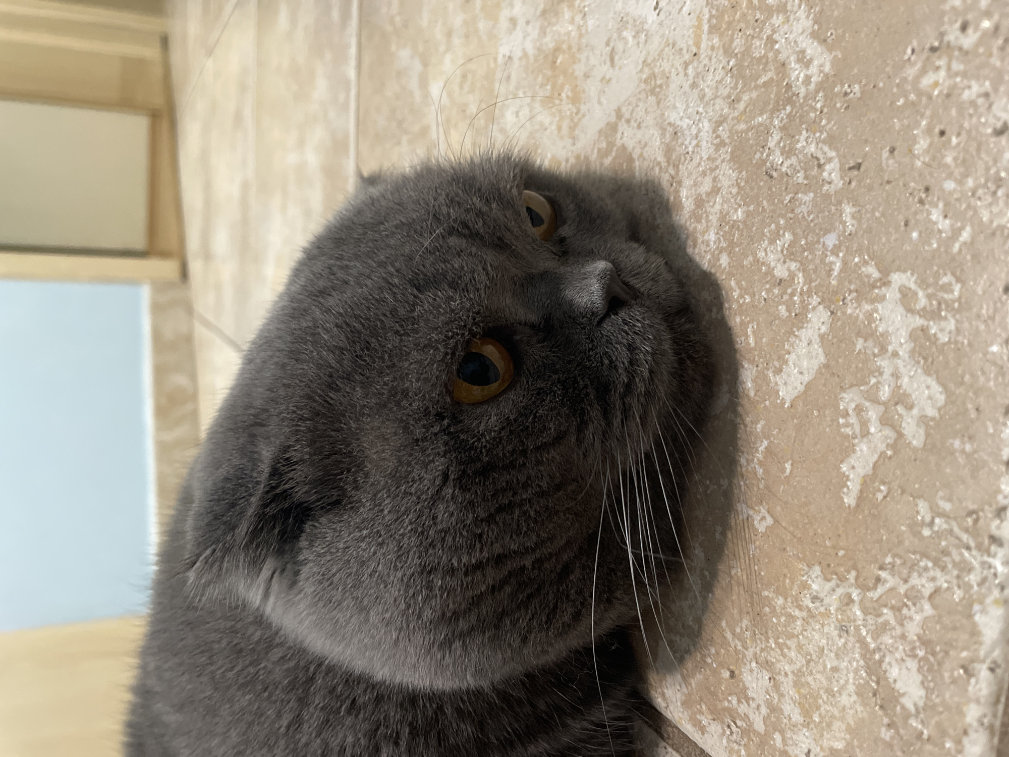 An extreme close-up, eye-level shot captures a gray Scottish Fold cat lying on a tiled floor. The cat's head is angled to the right, with its amber eyes looking downward. The fur is dark gray and appears soft. The tiled floor is a neutral beige with some lighter specks and faint water stains. In the background, out of focus, are what appear to be doorways and a light blue wall. The lighting is warm and indoor.