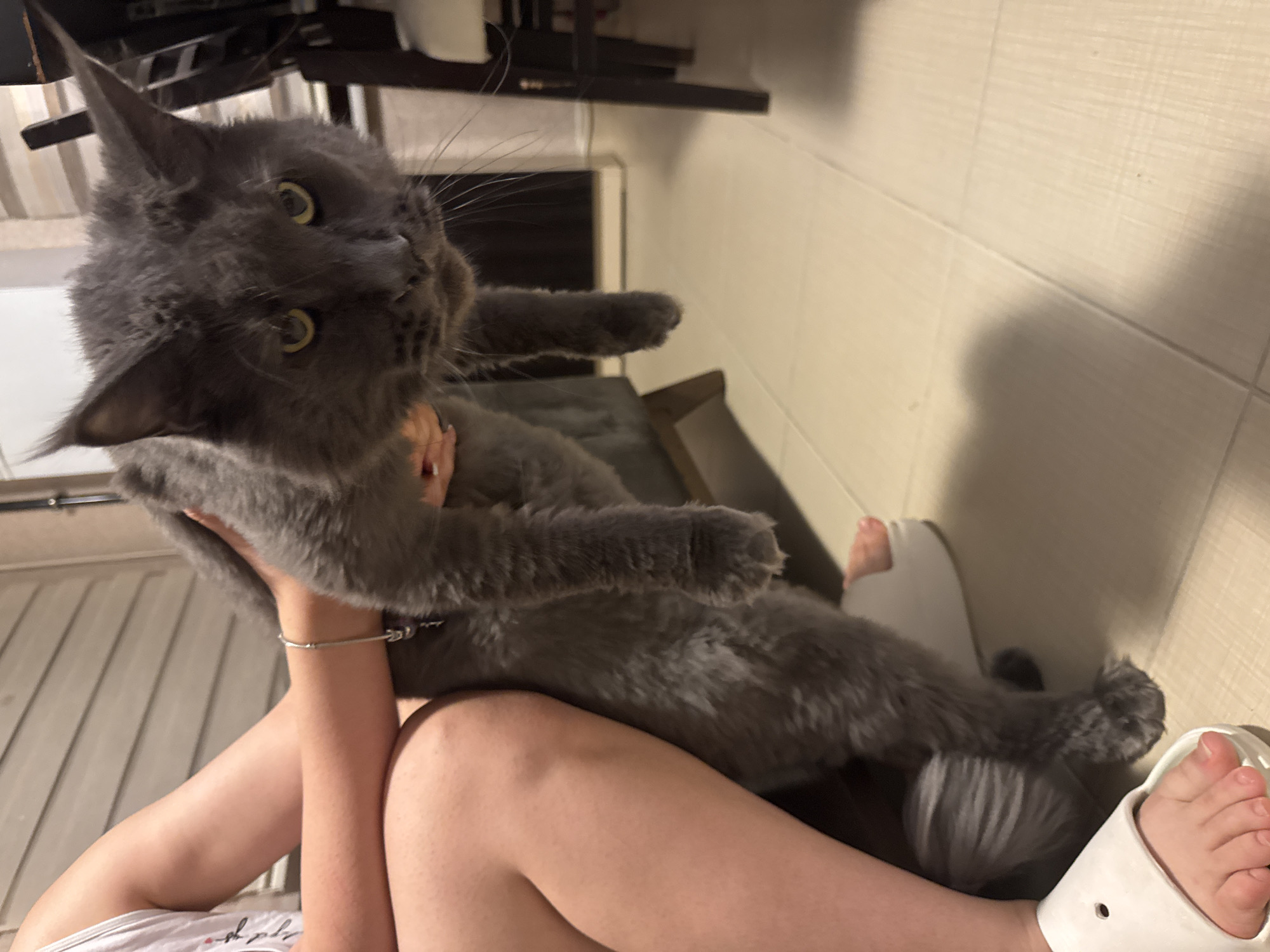 A young person is holding a large grey cat. The person is wearing a white tank top and sitting with their legs crossed, revealing their bare feet. The cat is being held up, with its front paws dangling. The background shows a room with tiled flooring and what appears to be a dining area. The overall lighting suggests it is indoors during the day or evening.