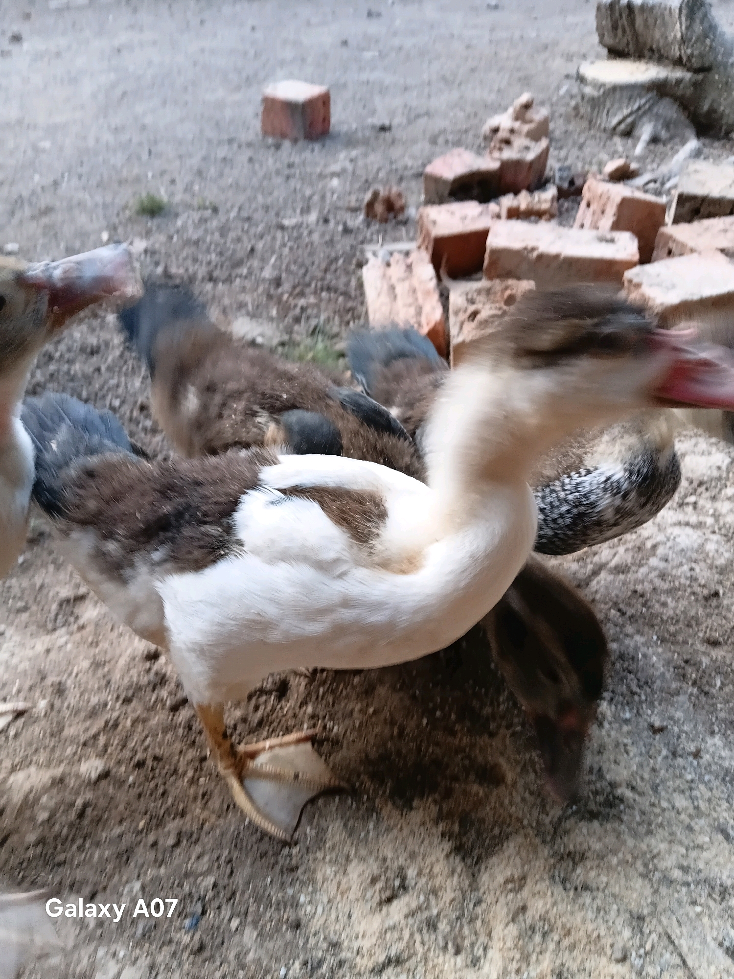 A group of ducks are gathered on a dirt and gravel surface. The ducks have predominantly white and brown plumage. Several of the ducks are in motion, with one in the foreground extending its neck and head out of frame to the right, its beak open. Another duck, partially visible in the upper left, has its head turned towards the right with its beak visible. The ground is littered with scattered red bricks, some of which are broken. In the background, there are more bricks and a blurred, reddish-brown object that appears to be a brick cube. The lighting suggests it is daytime, and the environment appears to be an outdoor, undeveloped area, possibly in a rural or semi-rural setting within the city of Margo Rukun, Indonesia. The image includes a watermark in the lower left corner that reads "Galaxy A07".