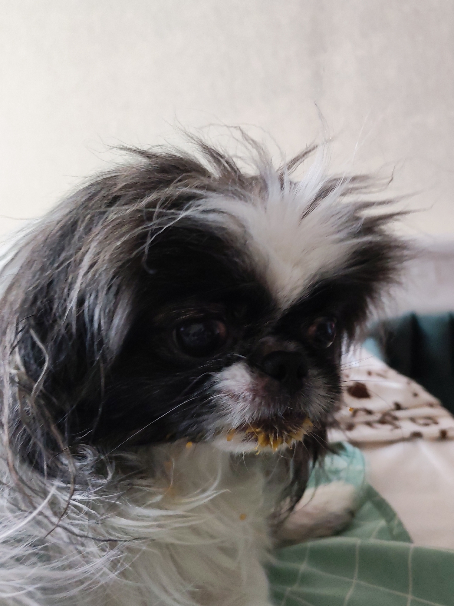 A close-up shot captures a small, black and white dog, likely a Japanese Chin, with long, somewhat unkempt fur. The dog's face is prominently featured, with its eyes and nose clearly visible. Yellowish food residue is apparent around its mouth and whiskers. The background includes a blurry mix of fabrics and possibly furniture, suggesting an indoor setting. There is no evidence to suggest this photo was taken in Izhevsk, Russia.