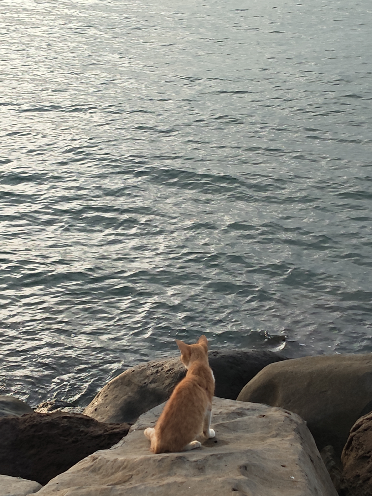 An orange cat with white paws and chest is depicted from behind, seated on a large, light grey rock. The cat faces away from the viewer, looking out over a body of water that occupies the majority of the frame, from the mid-ground to the top. The water, likely a sea or ocean in Lhokseumawe, Indonesia, exhibits gentle ripples and reflections of ambient light, appearing in shades of grey and dark blue. Several large, natural rocks of varying sizes and darker tones, including browns and dark greys, are scattered along the water's edge in the foreground and mid-ground, providing a rugged shoreline. No people or other animals are visible in the scene. The overall lighting suggests either early morning or late afternoon.