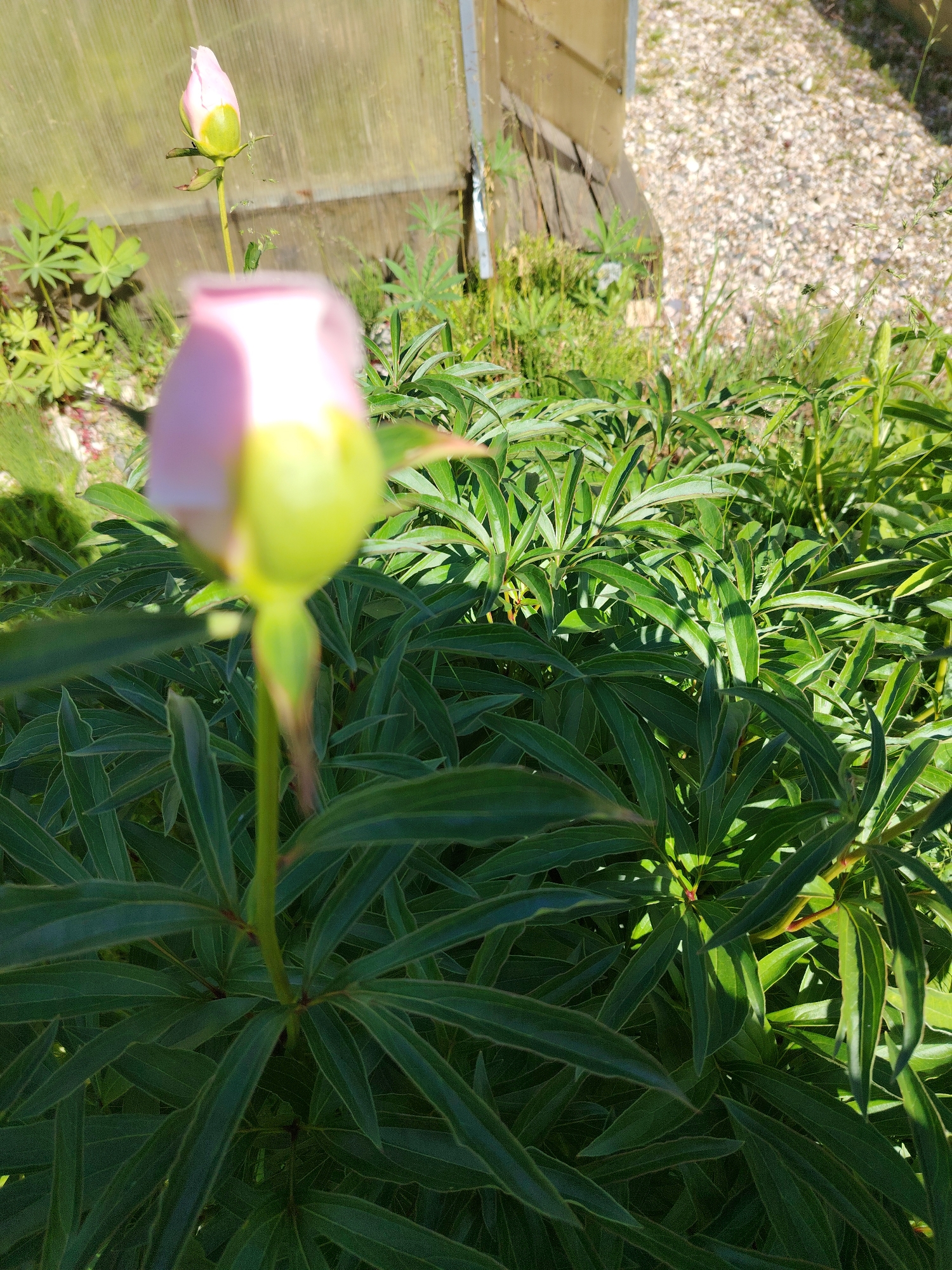 The image depicts a close-up view of a partially bloomed pink peony bud, with lush green foliage in the foreground and background. In the distance, a greenhouse structure and a gravel-covered area are visible. The scene appears to be a garden setting in the village of Krivets, Russia, suggested by the context provided. There are no people or animals present in the image. The lighting suggests a sunny day.