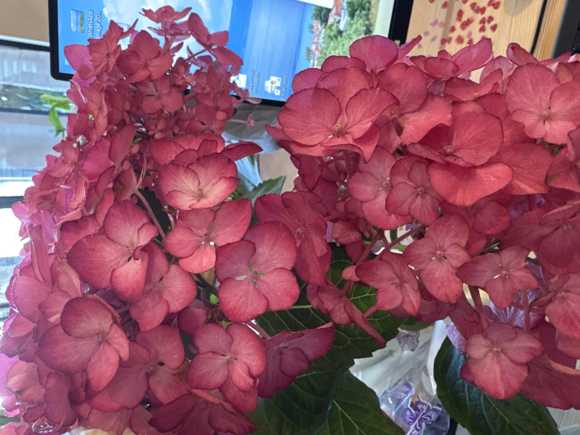 A close-up shot captures a cluster of vibrant pink hydrangeas in focus, with their delicate petals filling most of the frame. In the background, a laptop screen displays a desktop with icons, including one labeled "WhatsApp Image 202...". The screen's bright blue wallpaper shows a scenic view with buildings and greenery. A glimpse of a wooden desk is visible beneath the screen, scattered with small, red heart-shaped confetti. The overall setting appears to be an indoor environment, possibly an office or home, located in Kremenchuk, Ukraine. No people are present in the image.