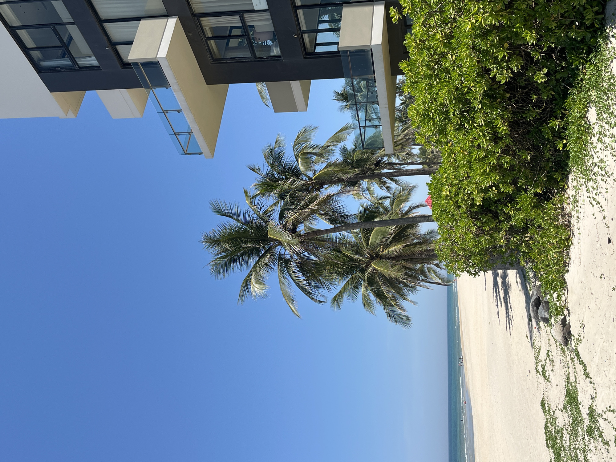 The image depicts a coastal scene, likely taken from a low vantage point looking upwards. The location is Đà Nẵng, Vietnam, suggested by the beach environment and architectural styles.
**Subjects/Objects:**
* **Palm Trees:** Several palm trees dominate the central view, with their fronds reaching towards the blue sky.
* **Beach:** A white sandy beach runs along the bottom edge of the image, meeting the ocean.
* **Ocean:** A strip of blue ocean extends across the horizon.
* **Building:** Part of a modern building is visible in the upper section of the frame. It has a light-colored facade and dark-framed windows, possibly a hotel or resort. Balconies with glass railings are noticeable.
* **Vegetation:** Dense green vegetation borders the beach, likely coastal shrubbery or trees. Some vines trail down a wall.
* **People:** Unidentifiable human figures are visible on the beach and in the water.
**Environment:**
* **Weather:** The scene suggests clear, sunny weather with a blue sky.
* **Light:** The light appears bright and even, casting shadows from the palm trees and building.
* **Location:** Đà Nẵng, Vietnam (implied by environment/architecture).
**Actions/Interactions:**
* None directly depicted, but the presence of people suggests beach activity.