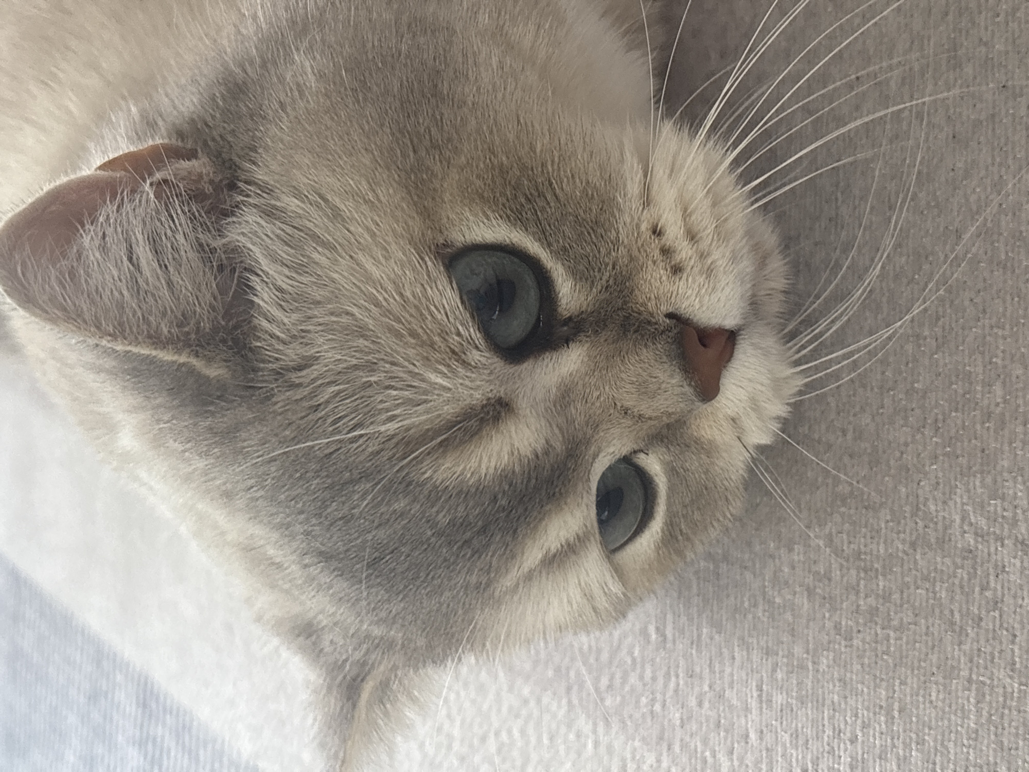 The image is a close-up, head-on, eye-level shot of a British Shorthair cat's face. The cat has light grey fur with darker grey tabby markings around its eyes and forehead. Its eyes are a striking green-blue color, and its nose is a pinkish-brown. The cat is lying down on a textured, light grey surface, possibly a blanket or carpet. The background is softly blurred, with a hint of a blue and white striped pattern on the left side. The cat's whiskers are long and white, fanning out from its muzzle. The lighting is soft, creating subtle shadows on the cat's face. There are no people or other animals visible in the image. The setting is indoors, likely in a home environment.