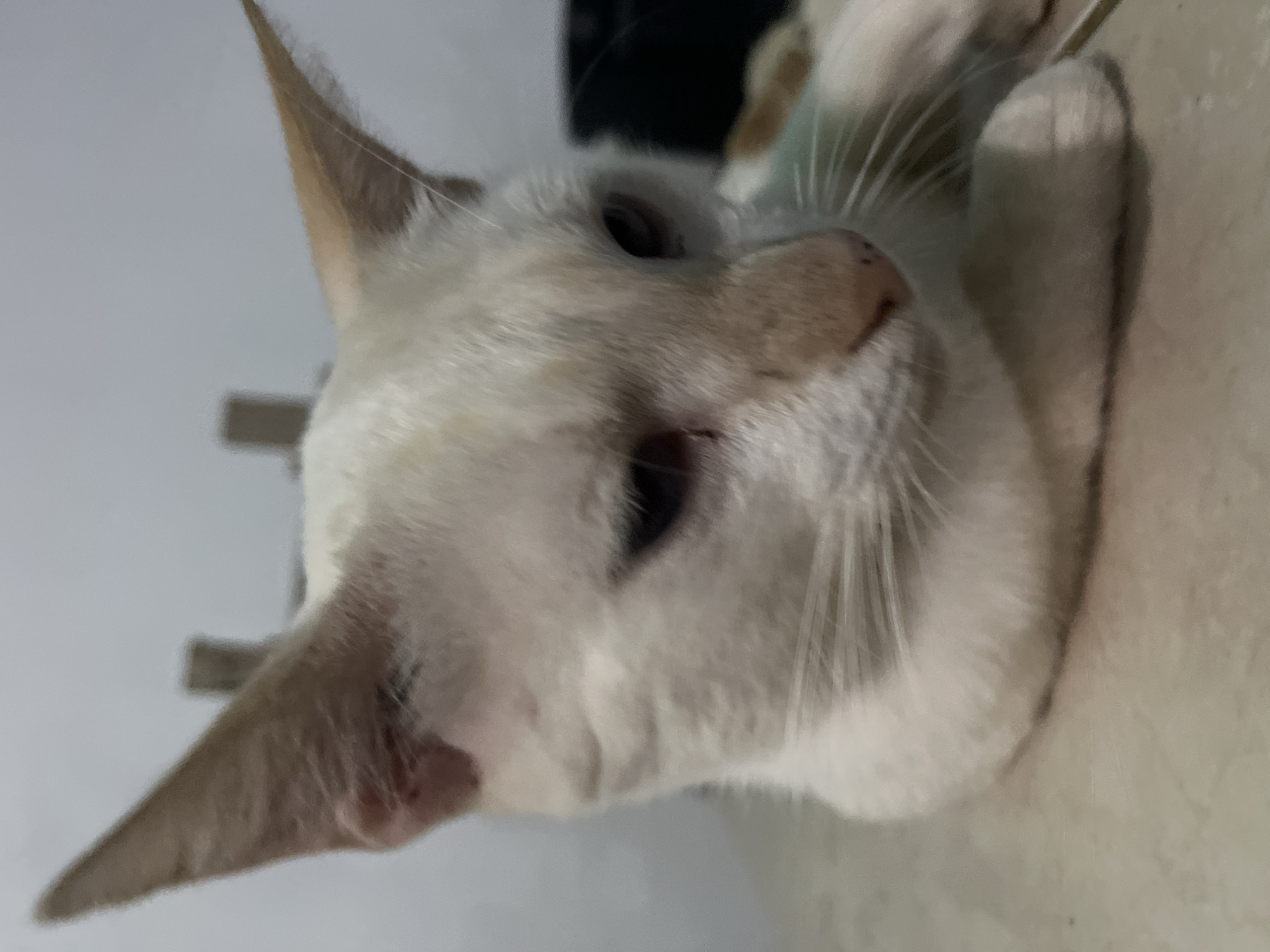 The image shows a close-up of a white cat with light brown markings on its ears and face. The cat has dark eyes and is looking down and to the right. It is resting on a tiled surface, likely indoors, with a plain white wall in the background. There are no visible people or any other animals. The scene does not provide any information about its location in Juan Griego, Venezuela.