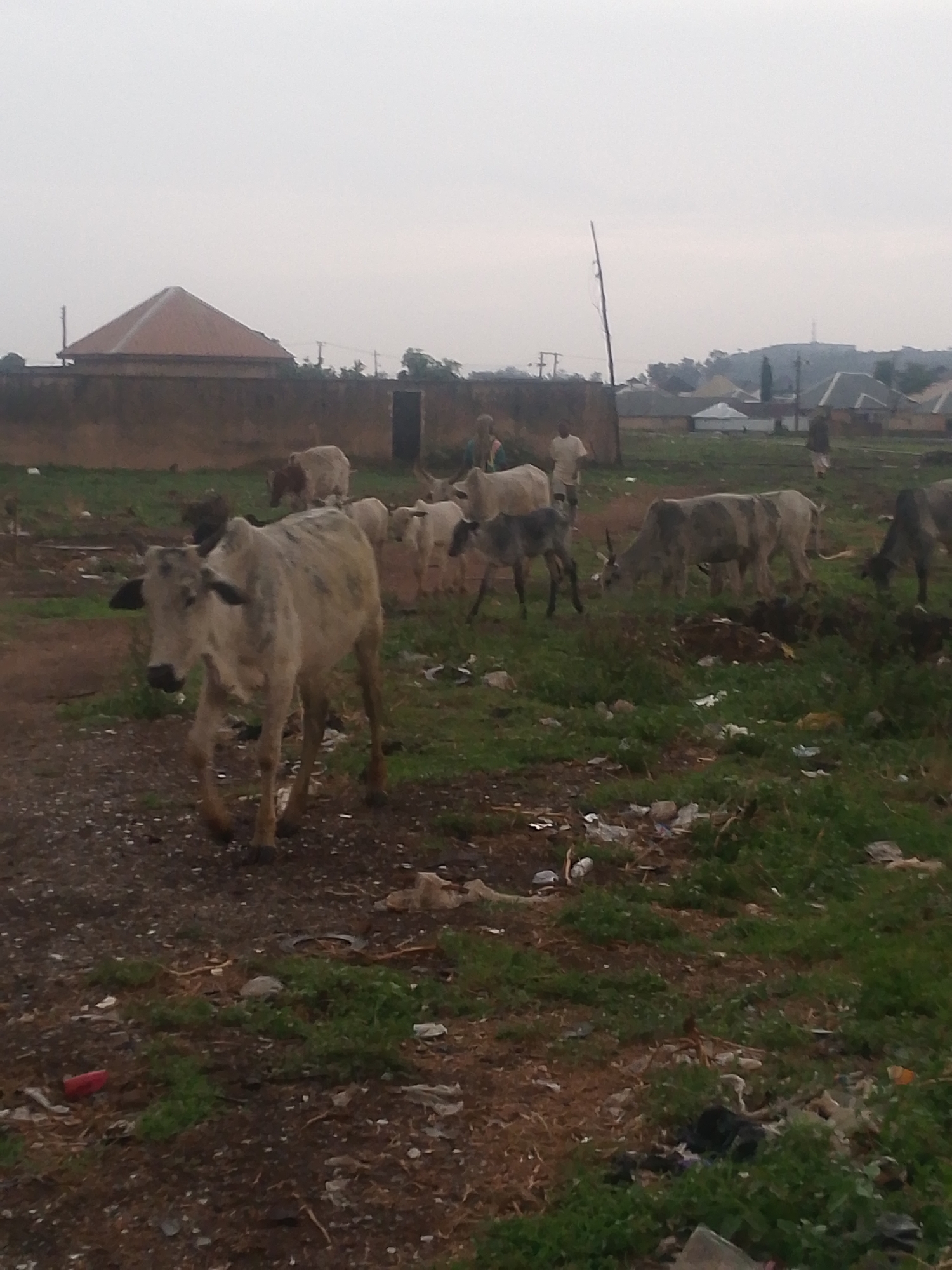 The image depicts a herd of cattle in a field in Bukuru, Nigeria. The foreground shows a cow walking toward the viewer on a dirt path littered with trash. Other cattle graze in the field, which contains patches of green grass and scattered debris. In the background, there is a low wall topped with a building with a distinctive pyramidal roof, along with other buildings and a hill in the distance. The sky is overcast.